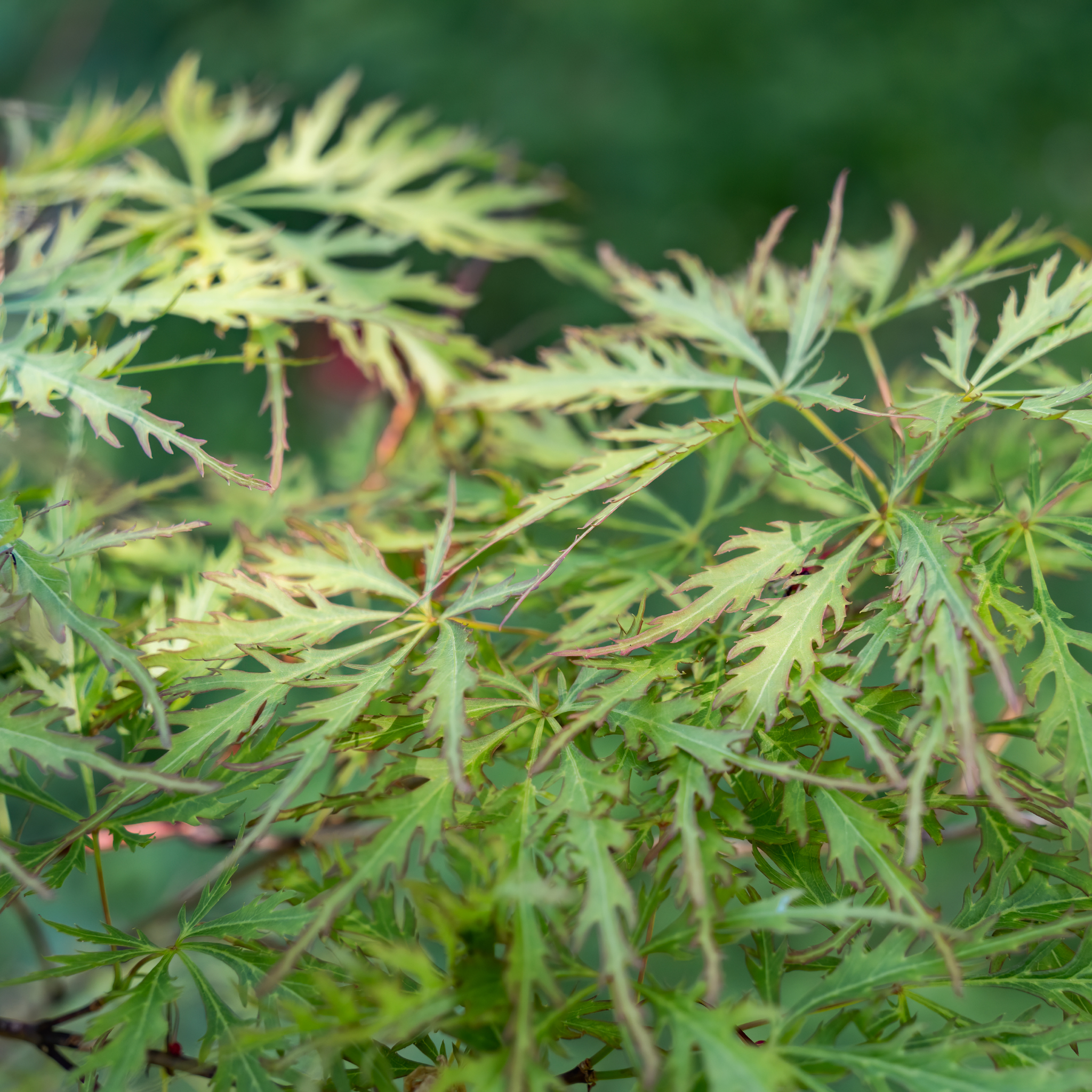 Weeping Japanese Maple - Acer palmatum Dissectum