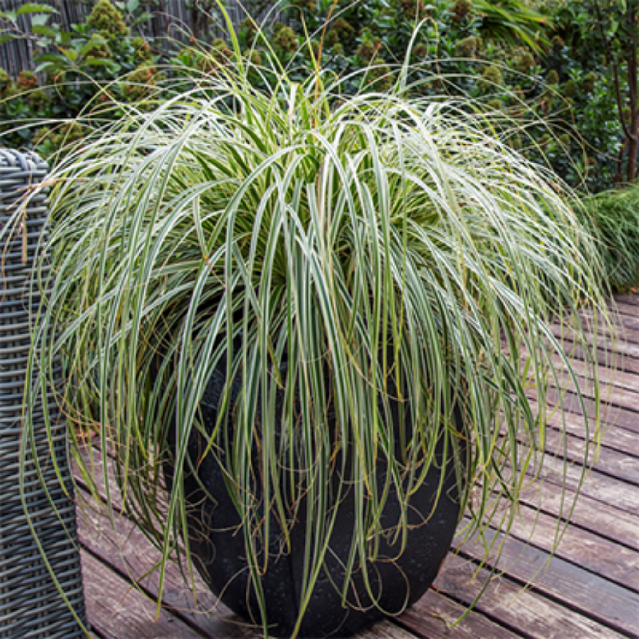 Potted plant with long, thin leaves on a wooden deck