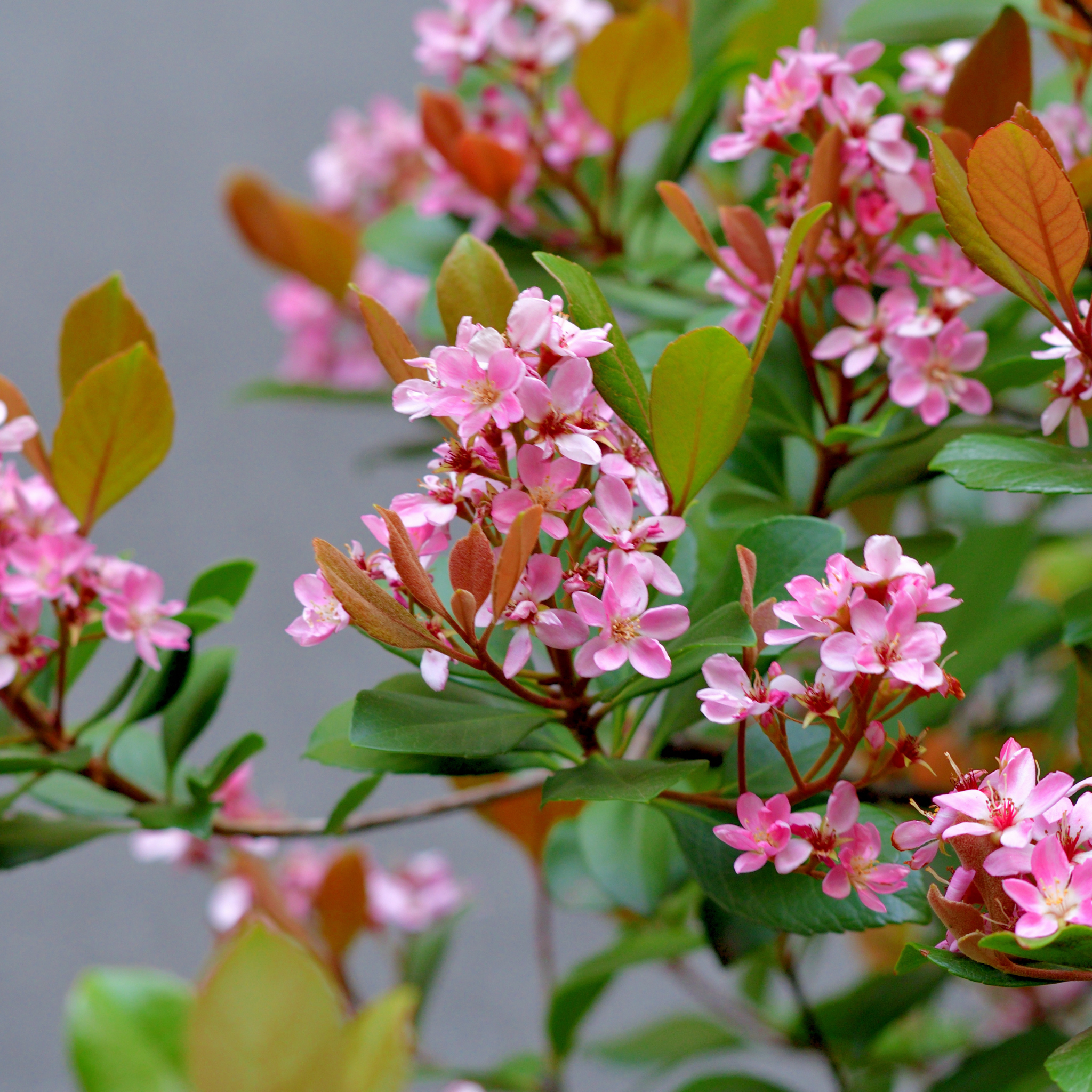 Indian hawthorn - Rhaphiolepis indica