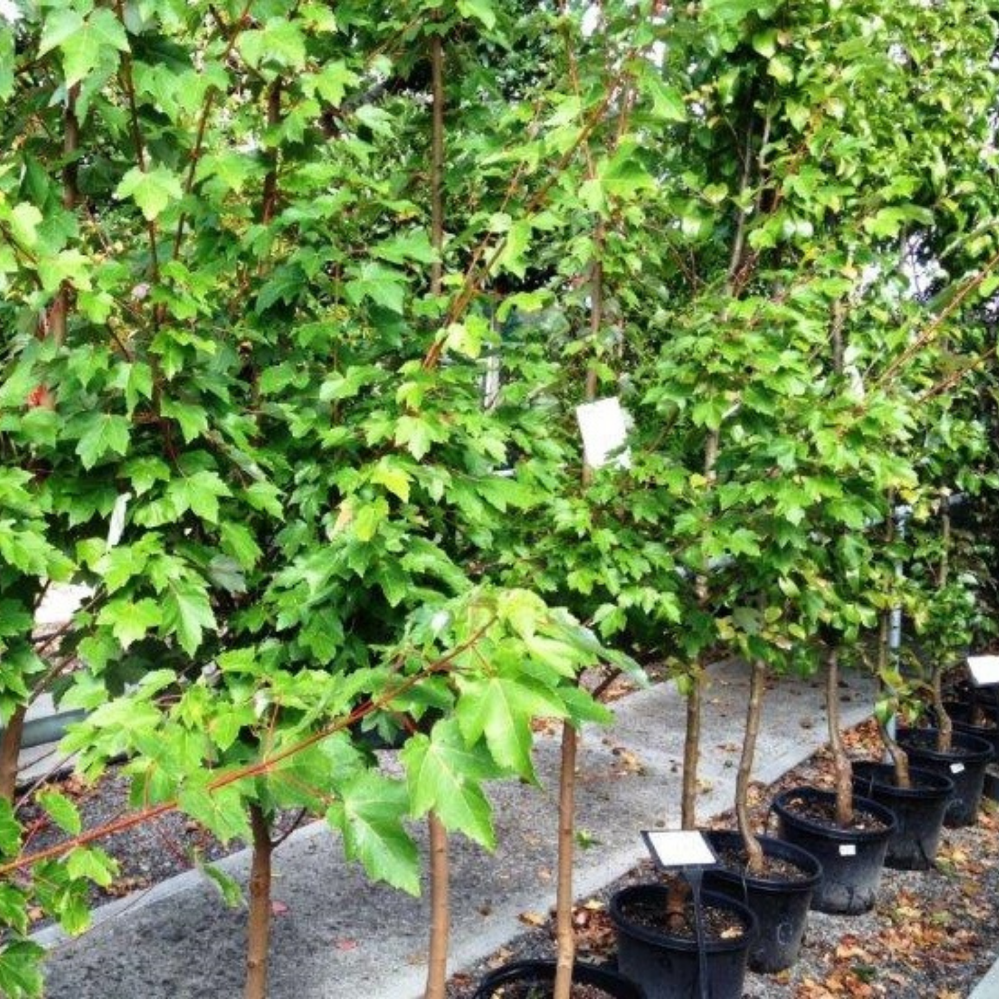 Row of young trees in pots with green leaves on a concrete surface.