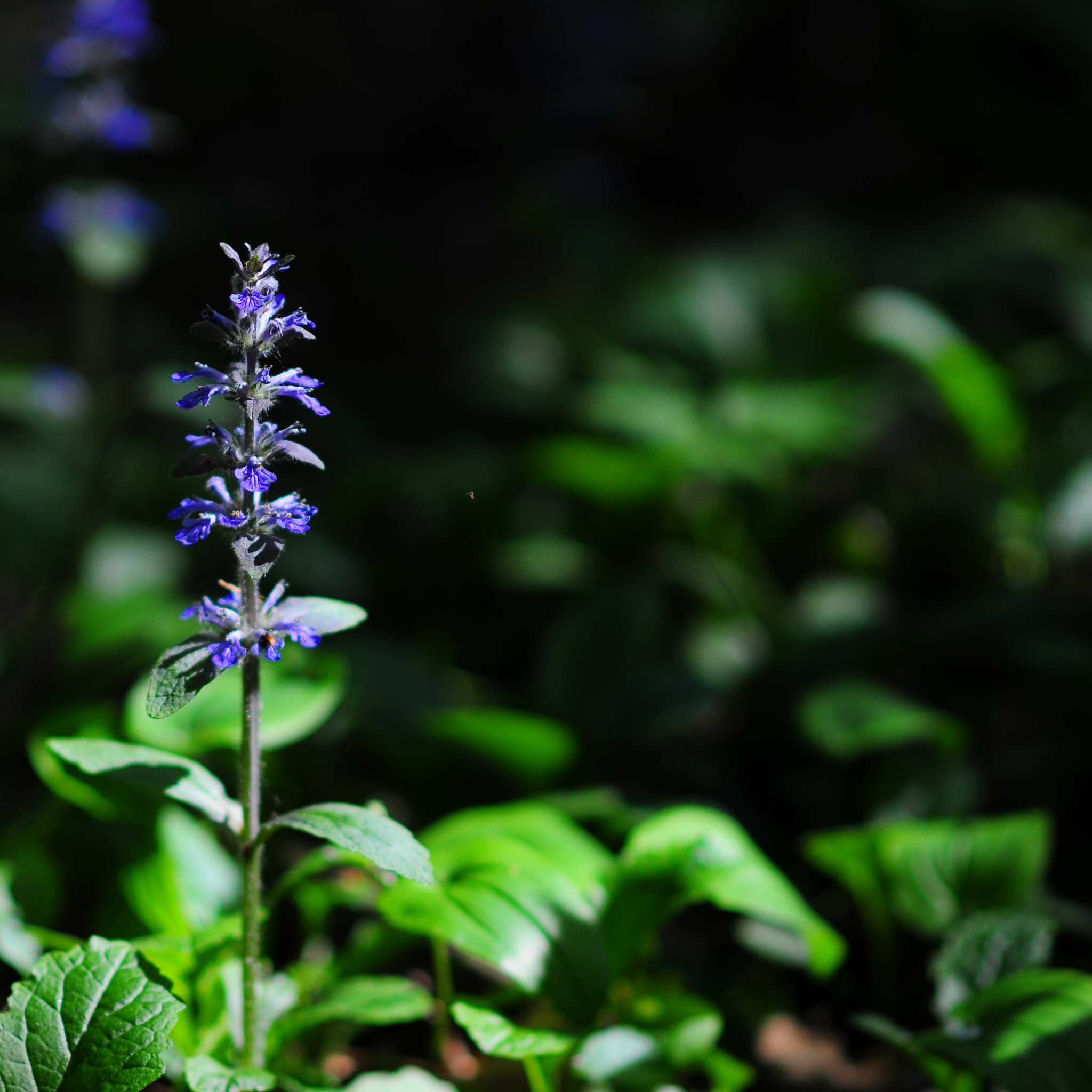 Hardy Blue Bugle (Bugleweed) - Ajuga reptans Tuff And Tidy