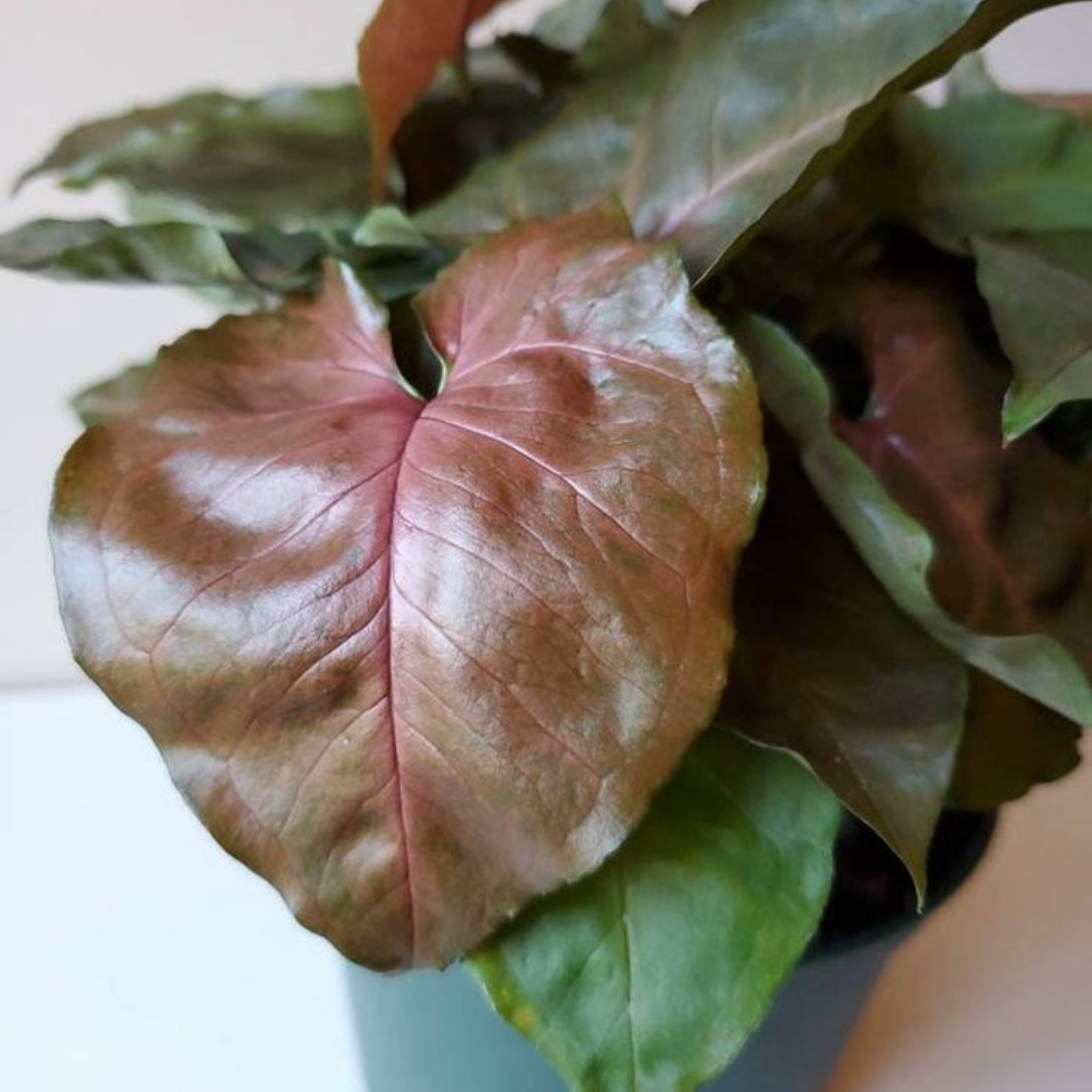 Bronze Syngonium - Syngonium podophyllum ‘Maria’ Arrowhead Plant