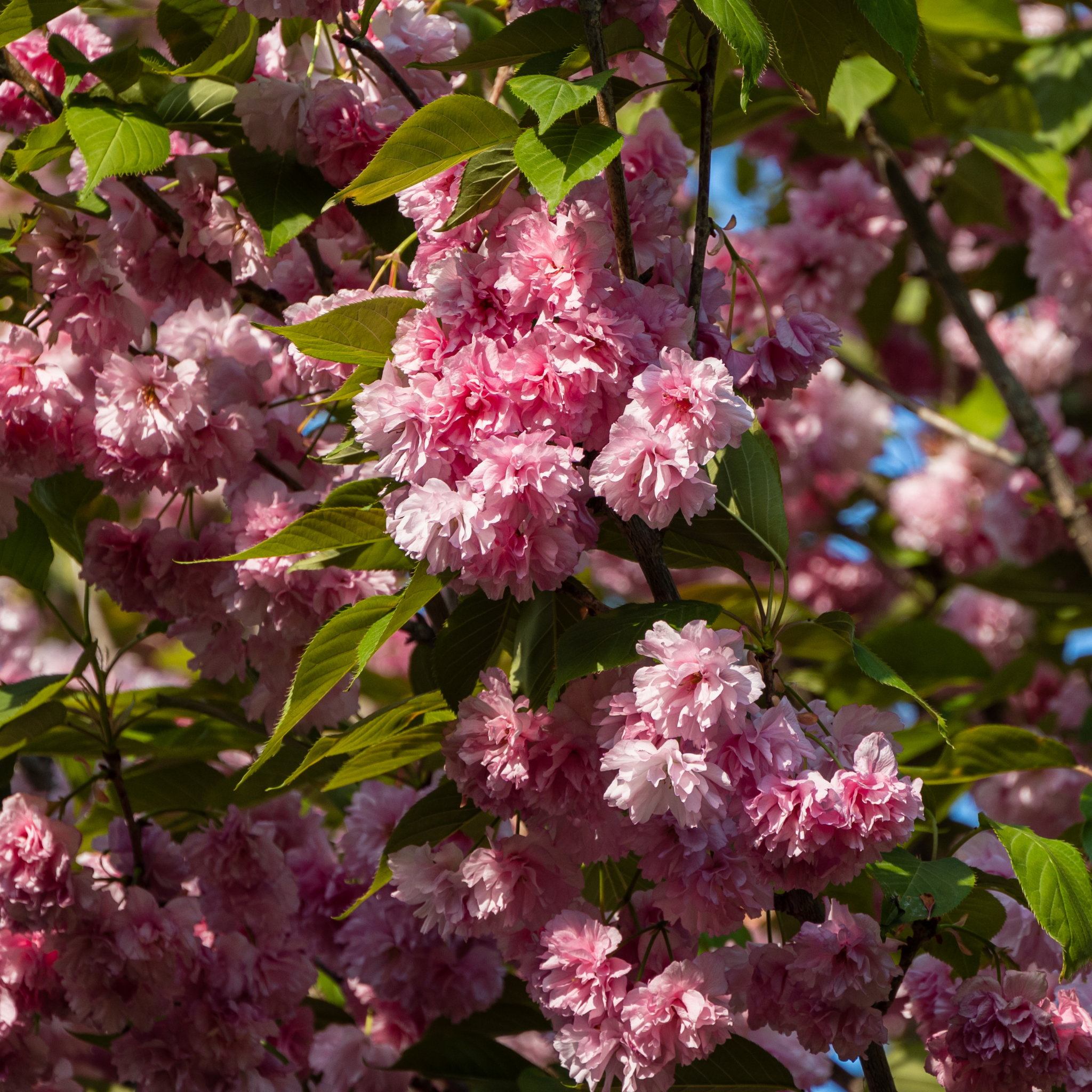 Japanese Flowering Ornamental Cherry - Prunus serrulata 'Kanzan'