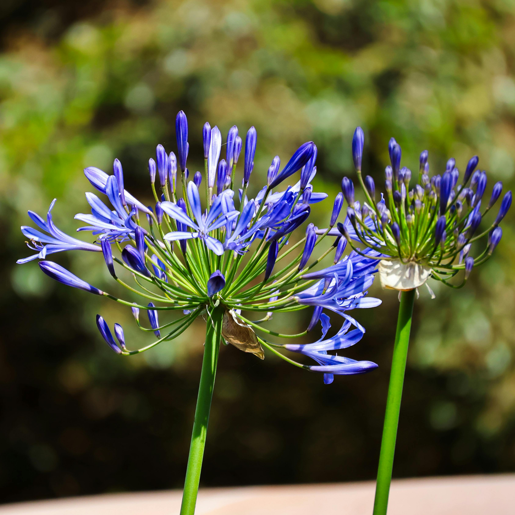 Blue Agapanthus praecox - Lily of the Nile, African Lily
