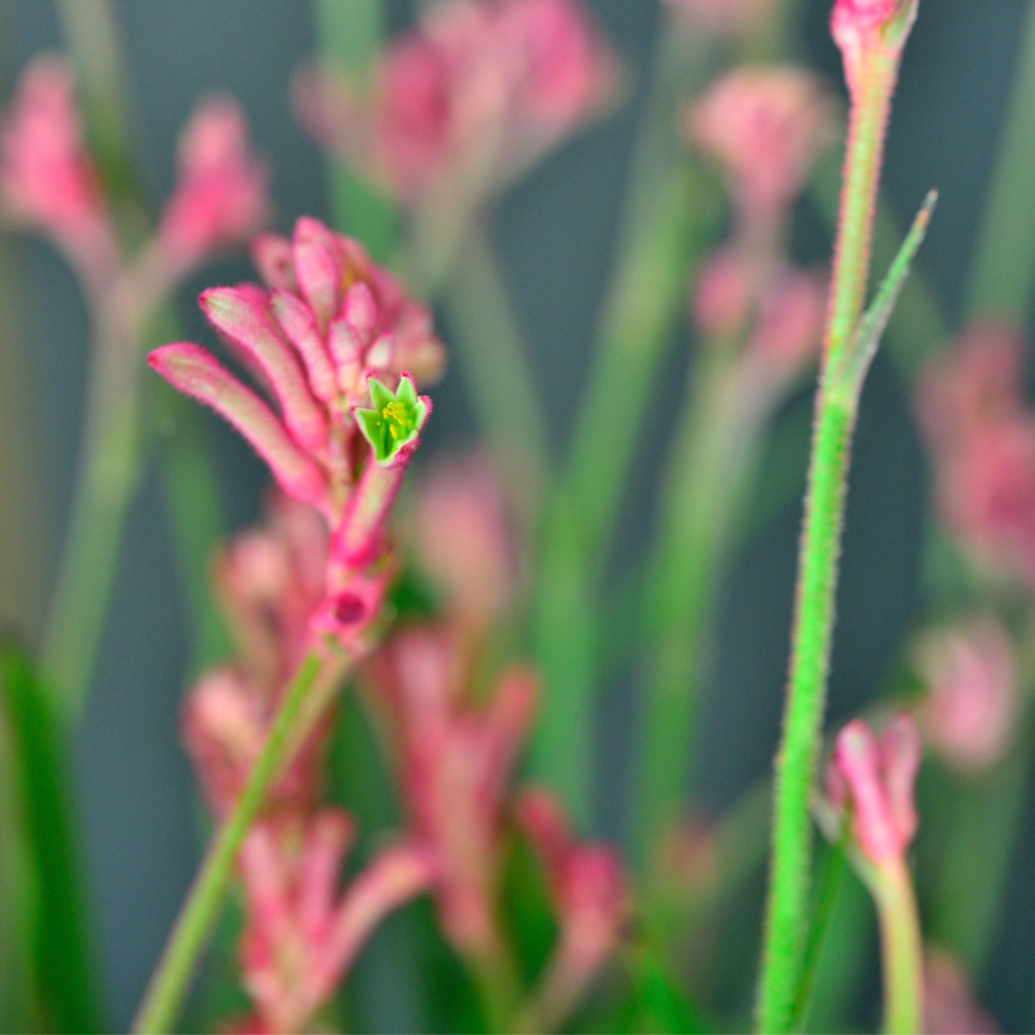 Pink Kangaroo Paw ‘Bush Crystal’ - Anigozanthos hybrida