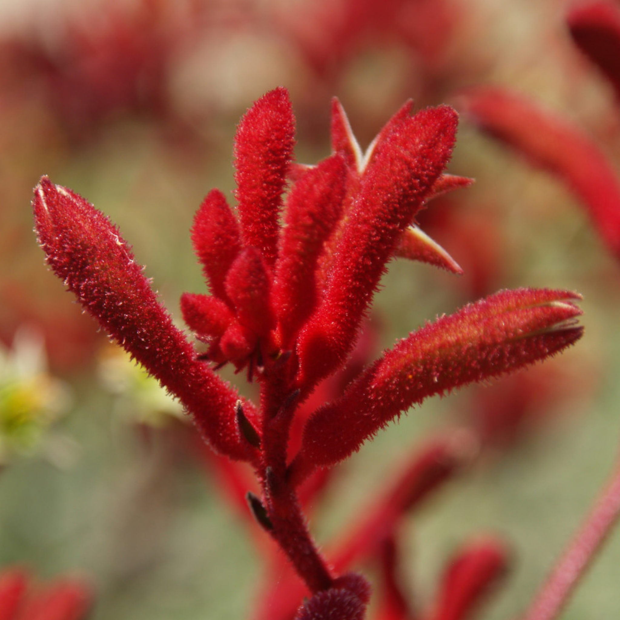 Tall Red Kangaroo Paw 'Big Red' - Anigozanthos hybrida