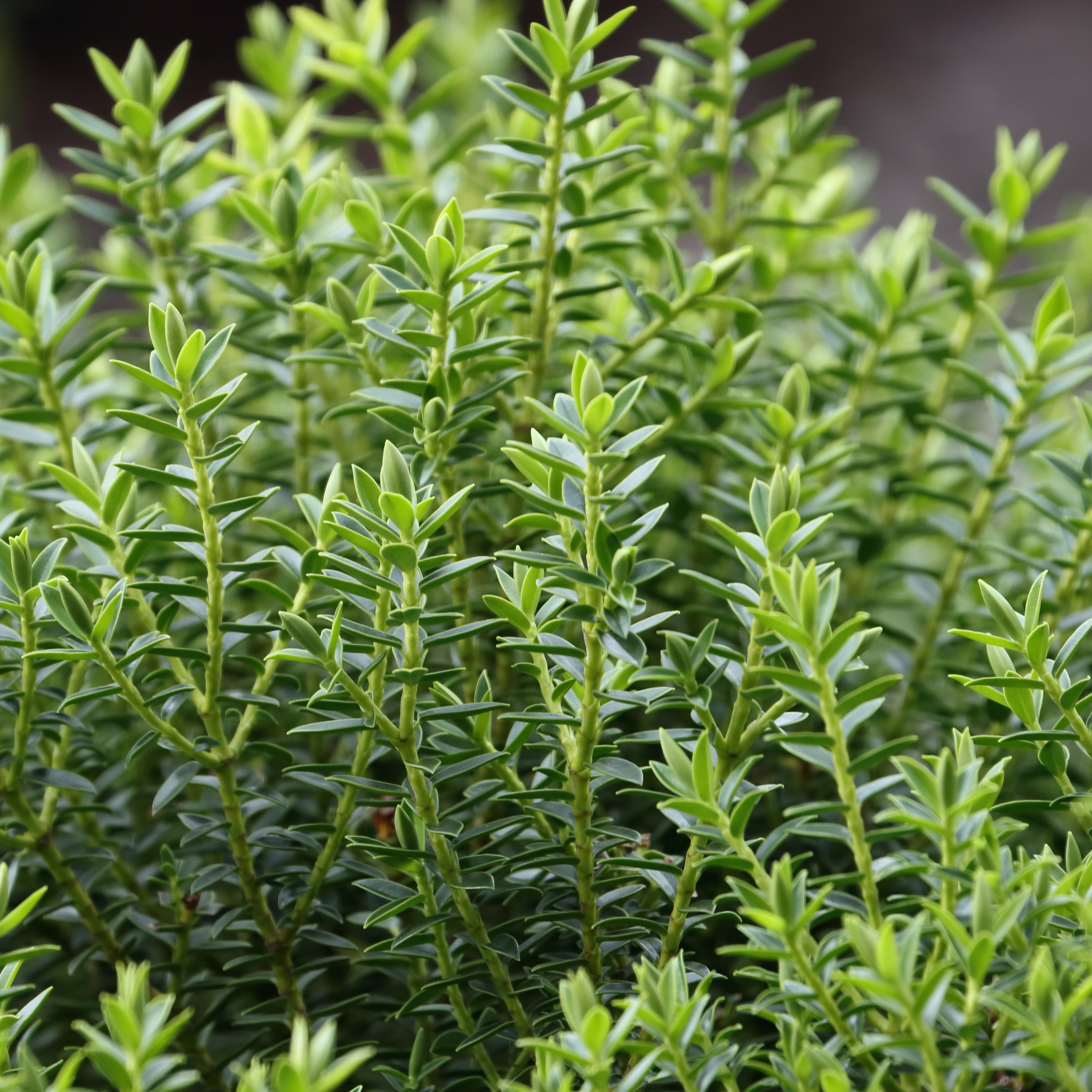 Boxwood Hebe - Hebe buxifolia