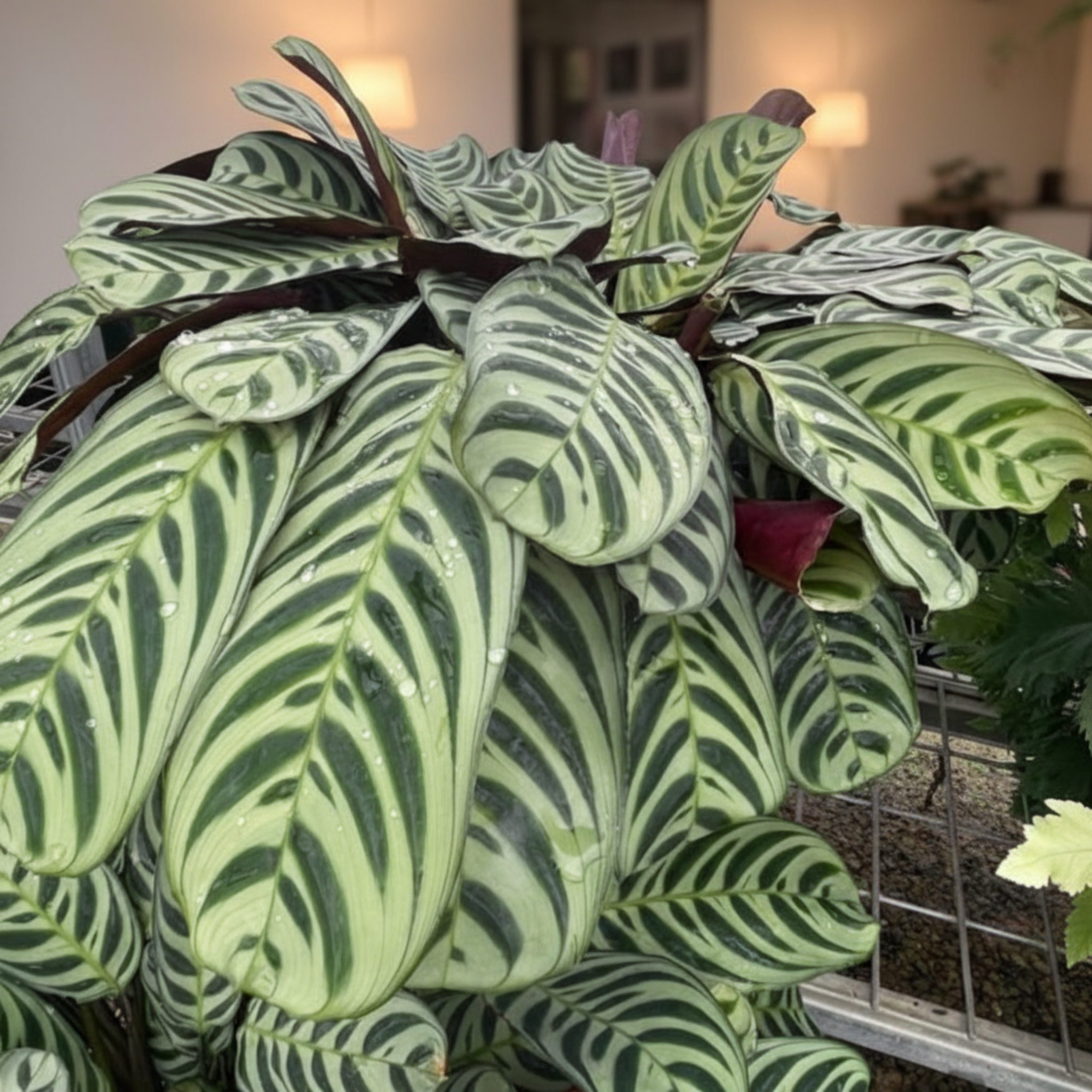 Never Never Plant - Ctenanthe burle marxii