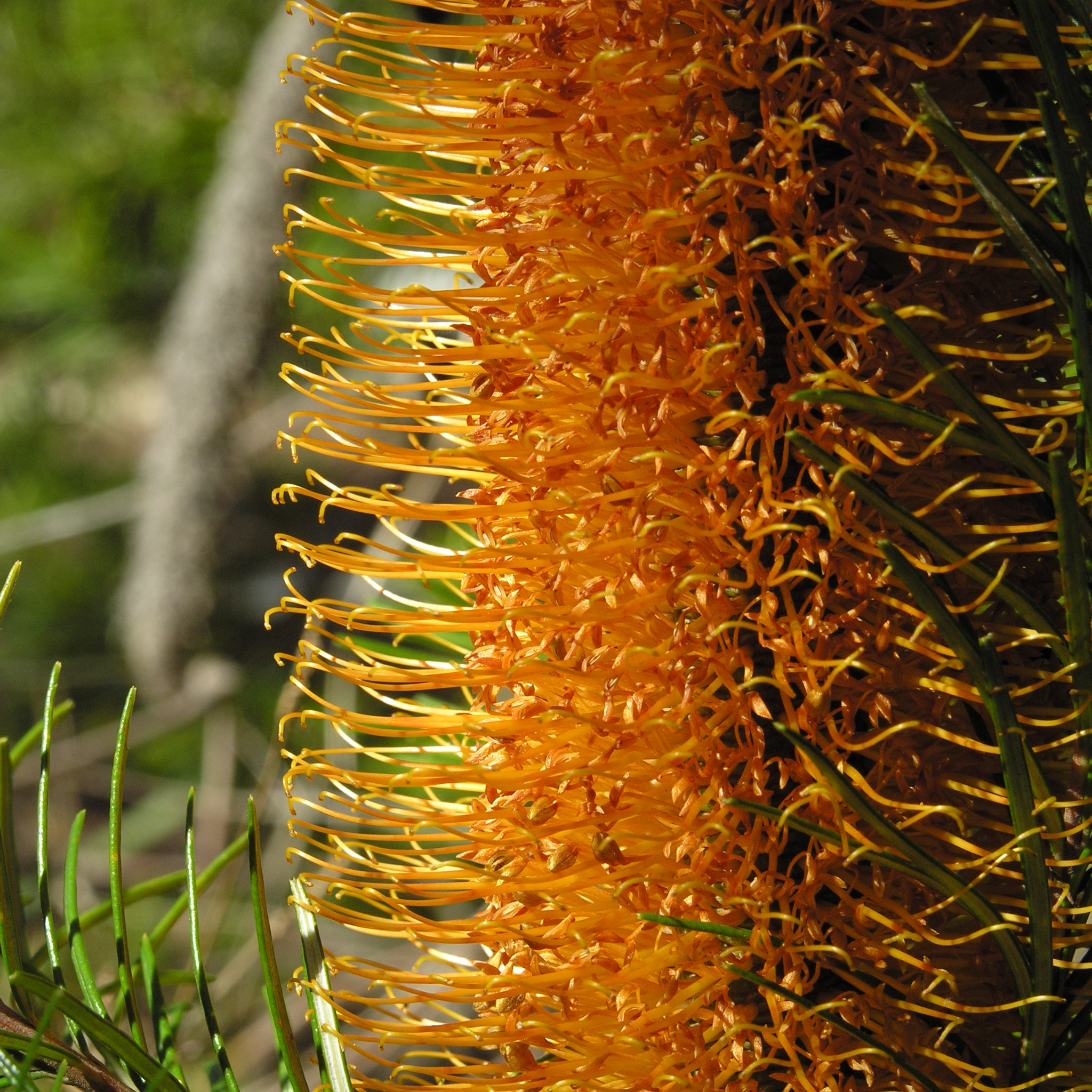 Close-up of a yellow flower with green leaves in the background