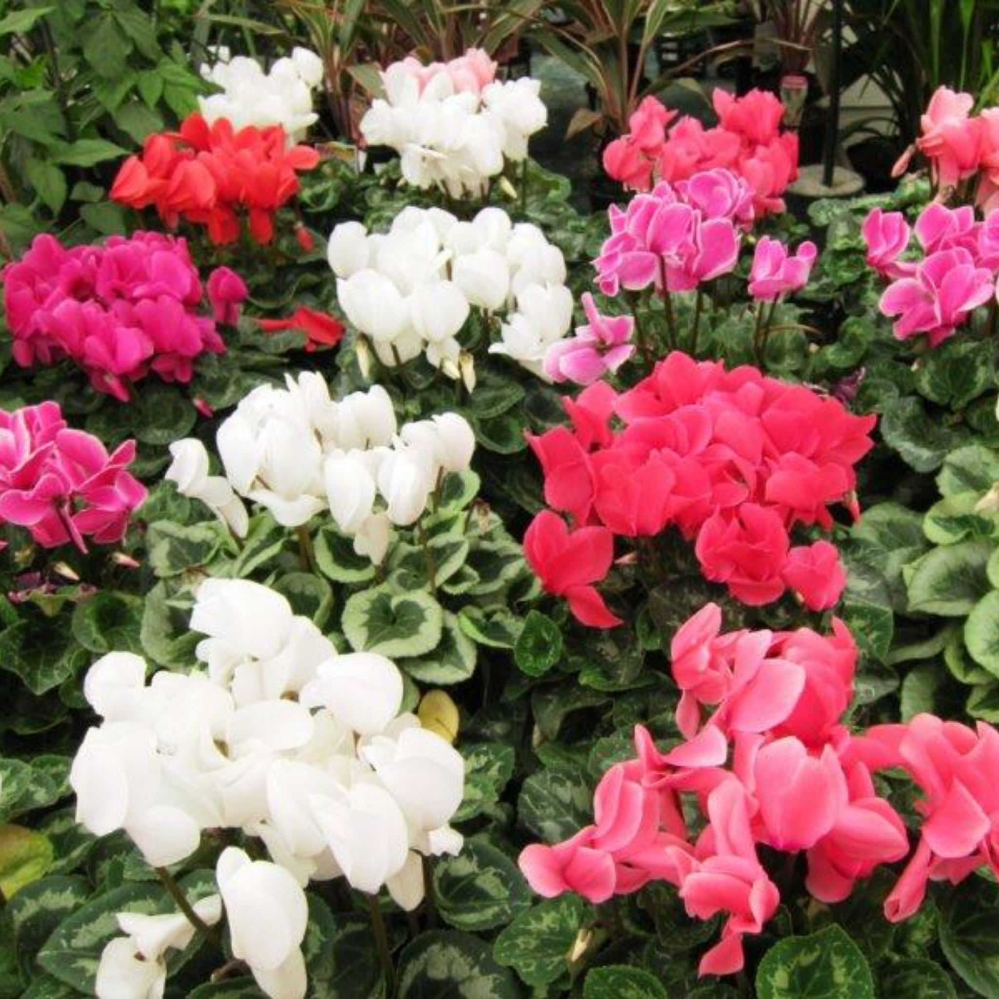 Cyclamen Assorted