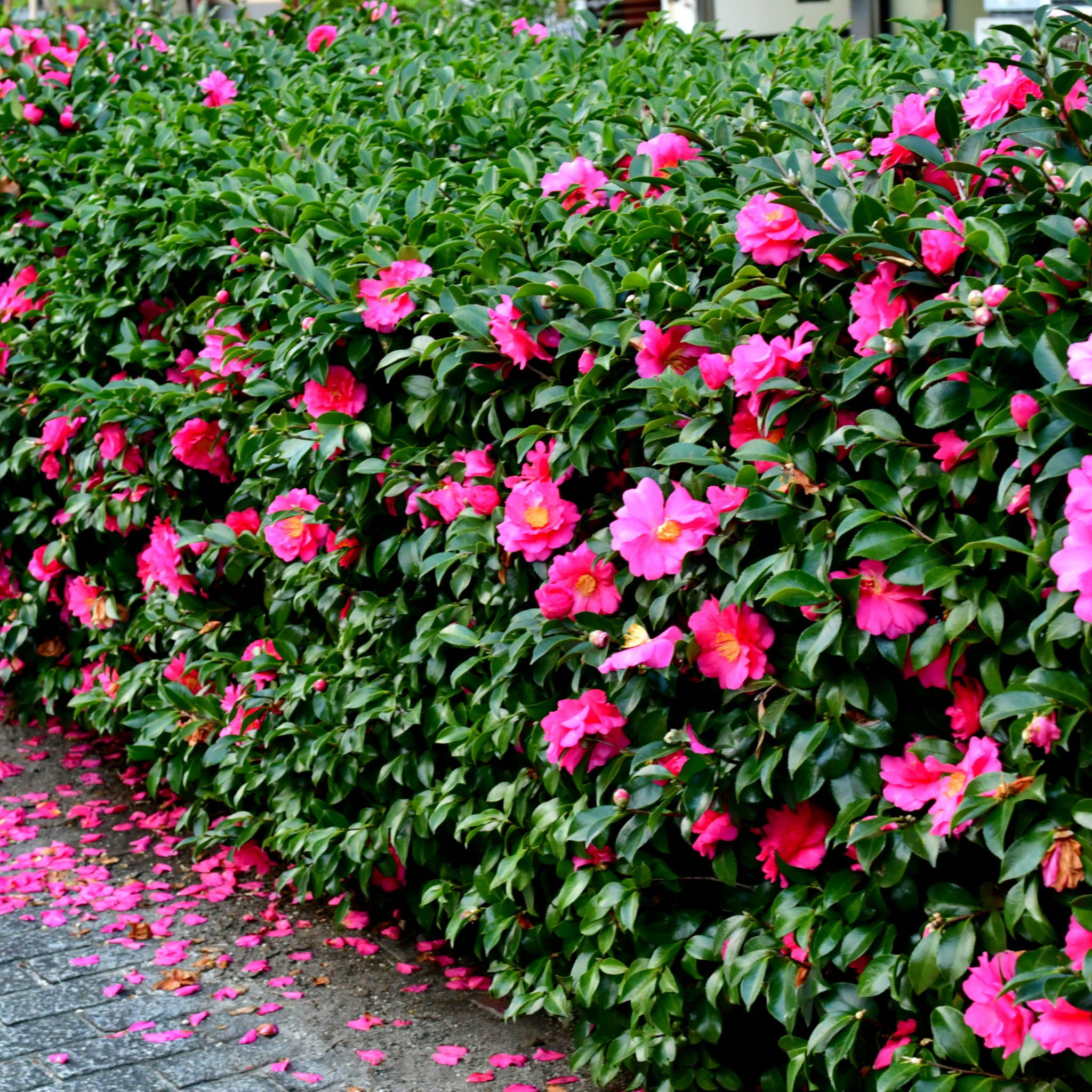 Camellia Paradise Olivia - Camellia sasanqua 'Paradise Olivia'