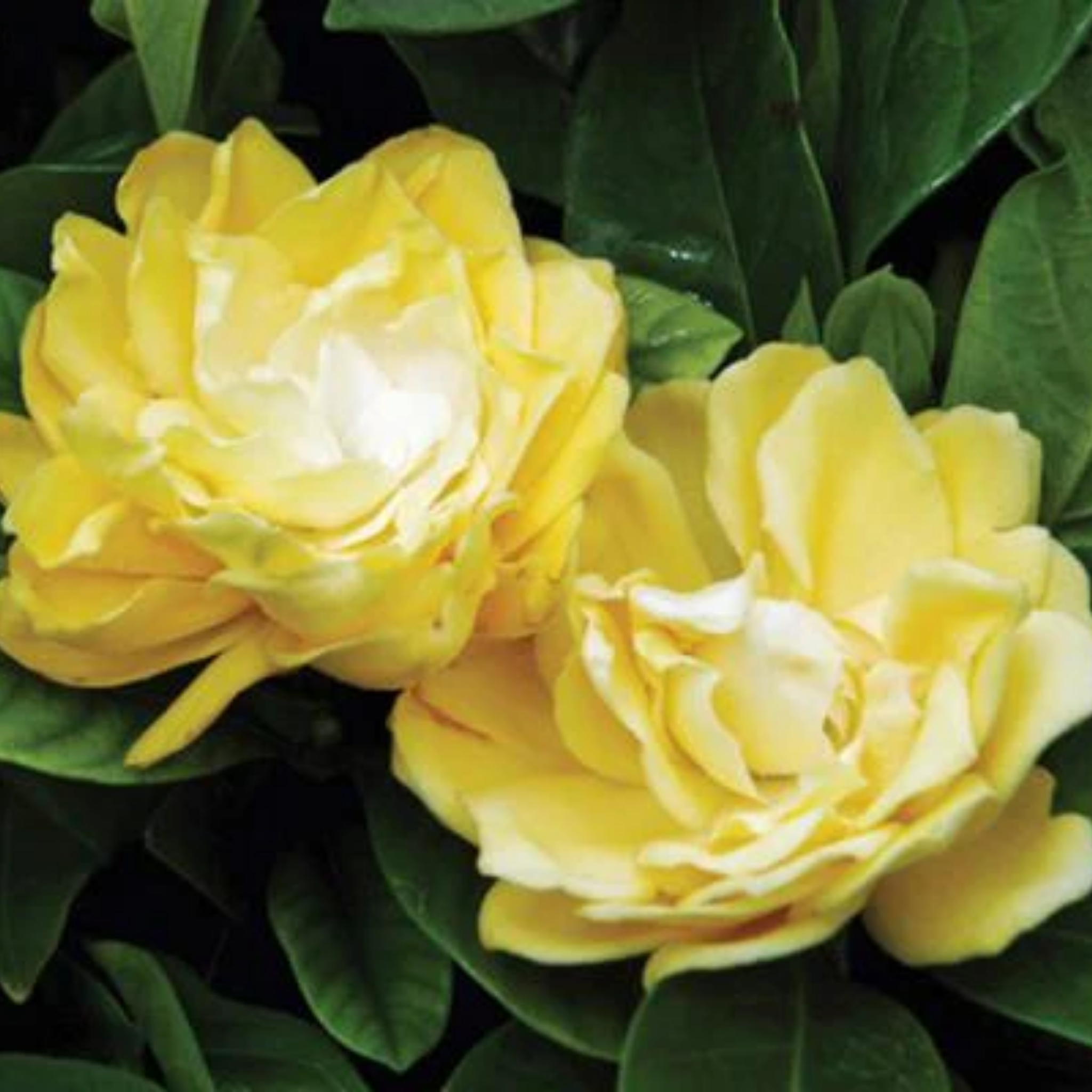 Gardenia augusta Golden Magic