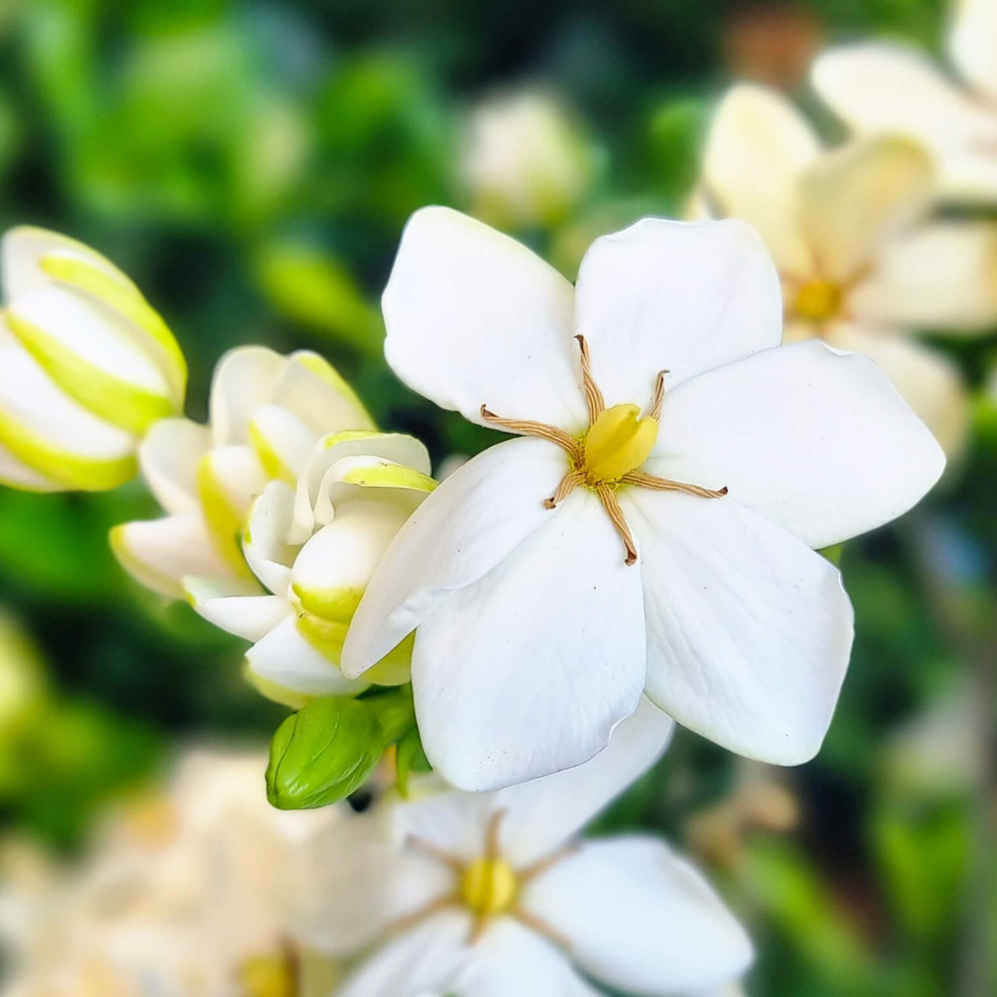 Gardenia augusta Grandiflora Star