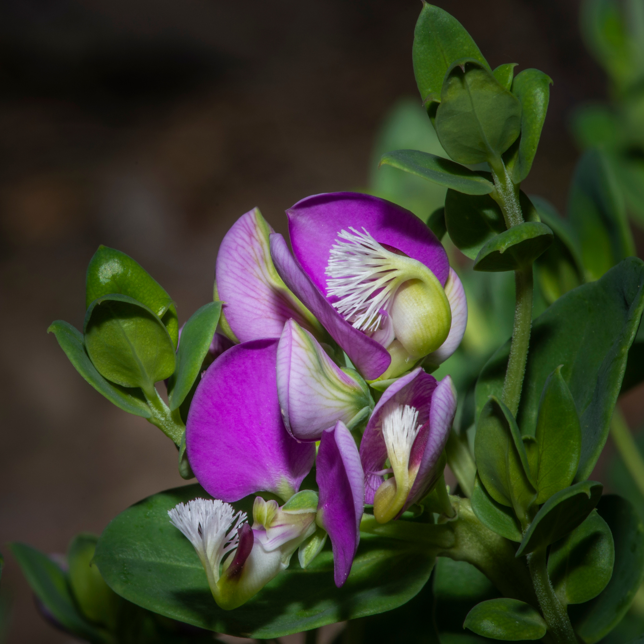 Sweet Pea Shrub - Polygala dalmaisiana