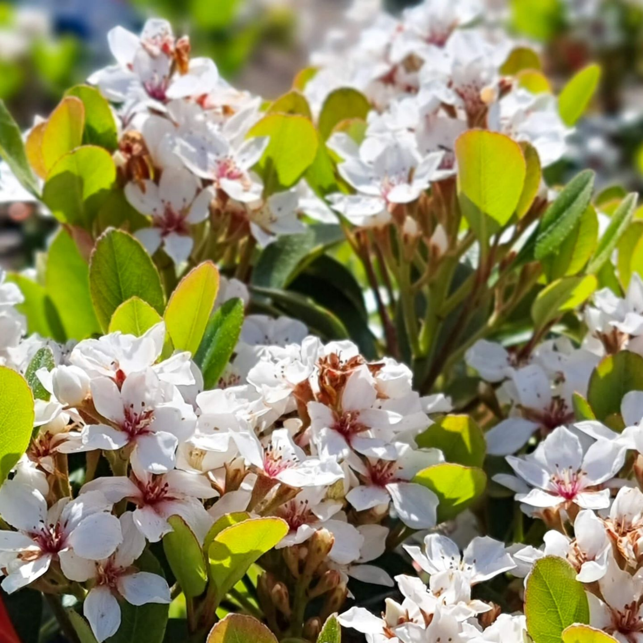Indian hawthorn Oriental Pearl - Rhaphiolepis indica Oriental Pearl
