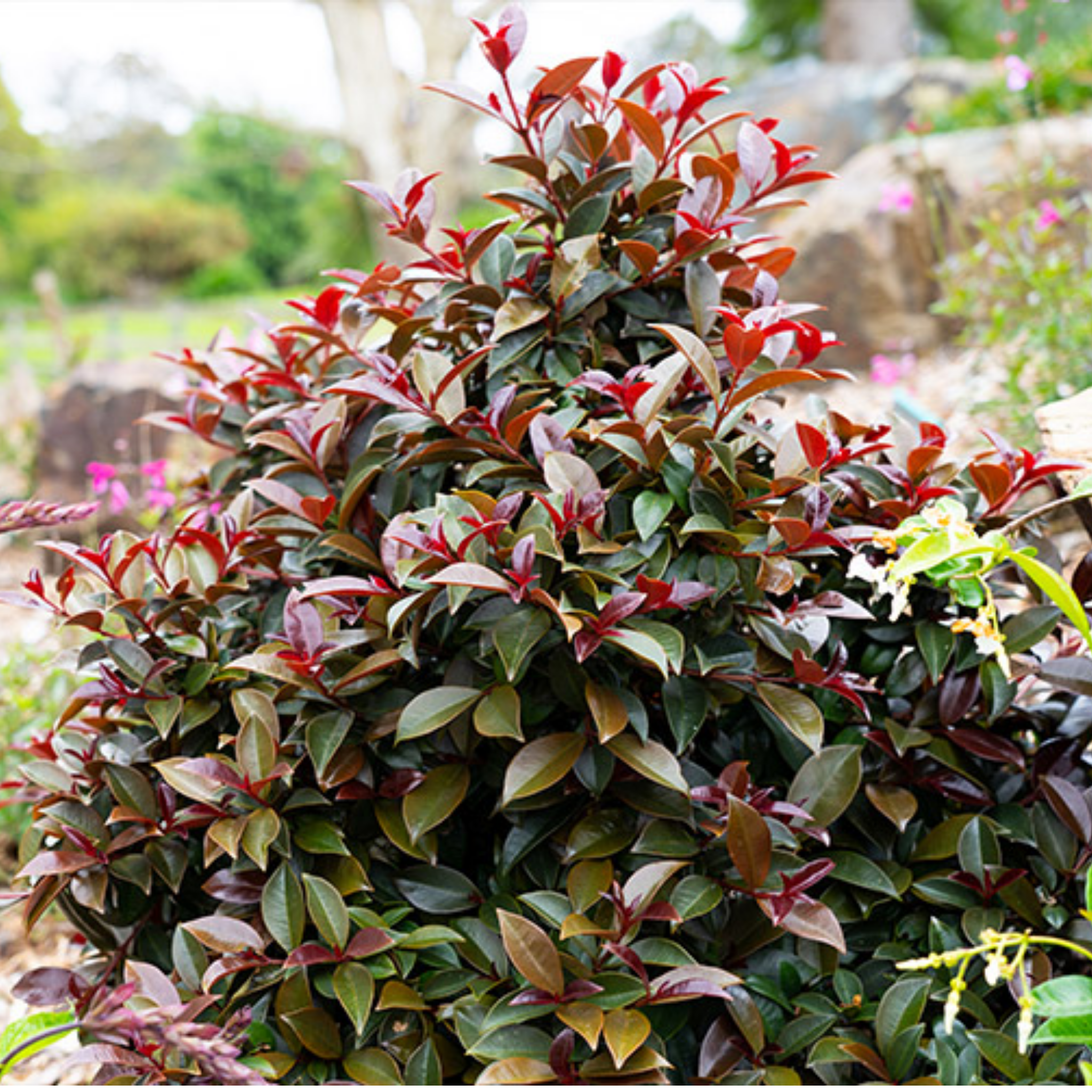 Lilly Pilly Cheeky Little Red - Syzygium australe Cheeky Little Red