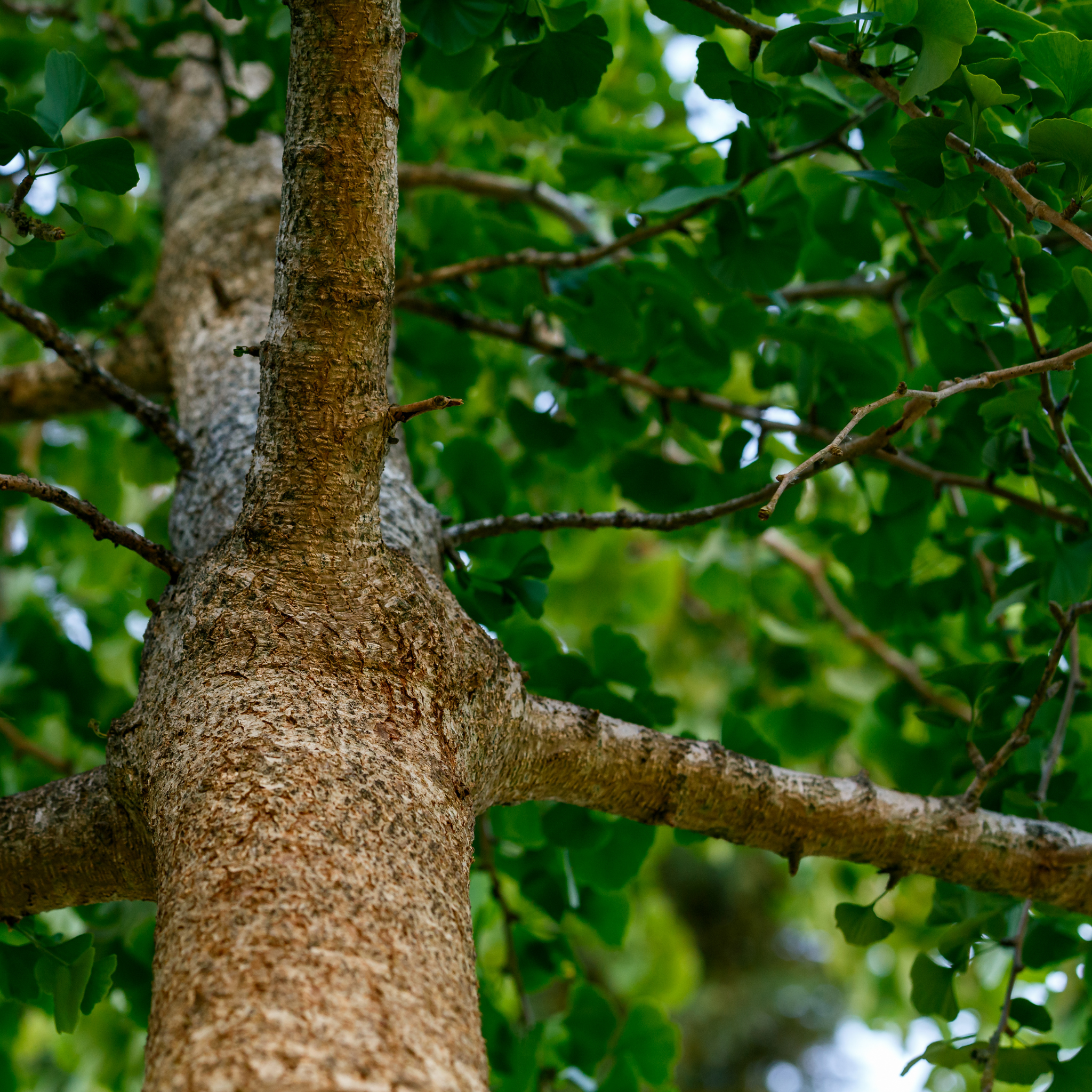 Ginkgo biloba - Maidenhair Tree Conifer