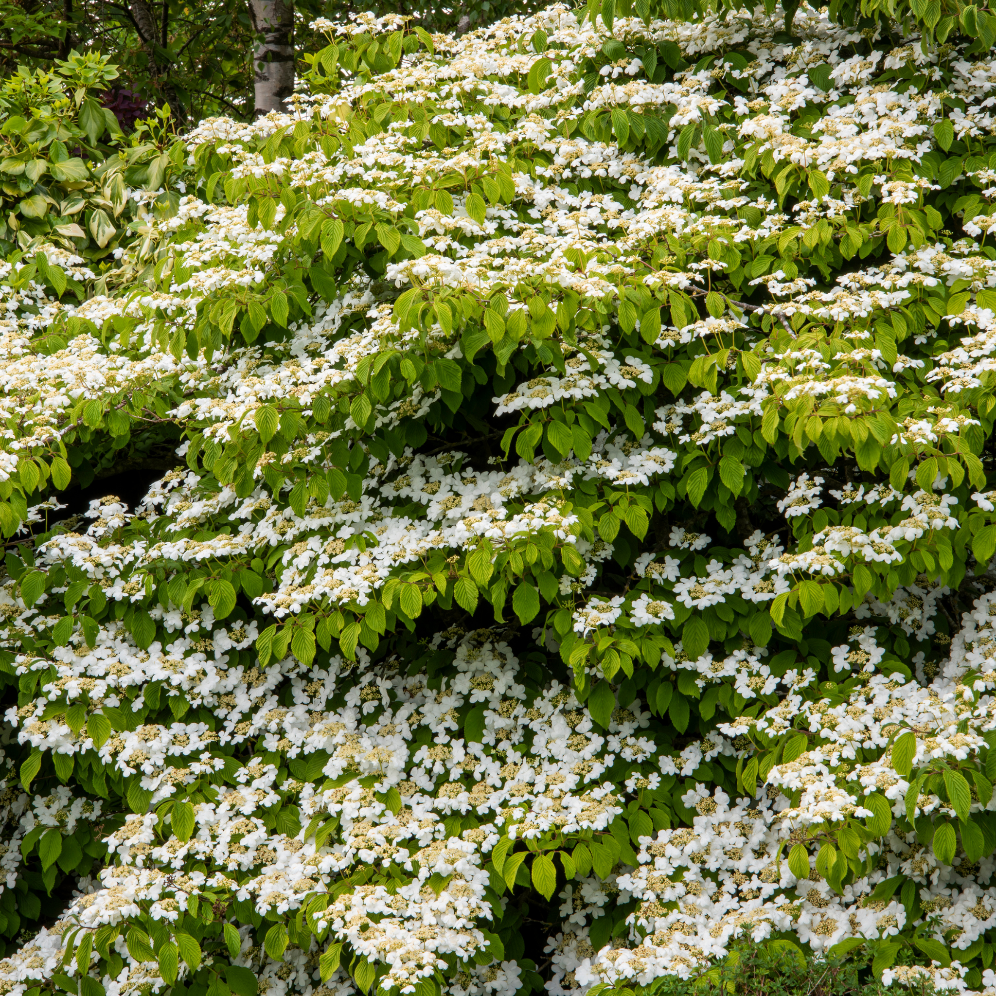 Viburnum plicatum Japanese snowball - Viburnum plicatum tomentosum Mariesii