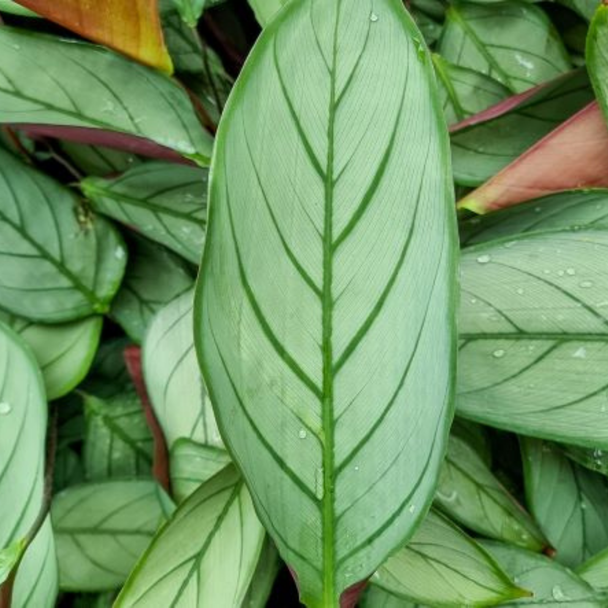 Never Never Grey Star Plant - Ctenanthe setosa 'Grey Star'