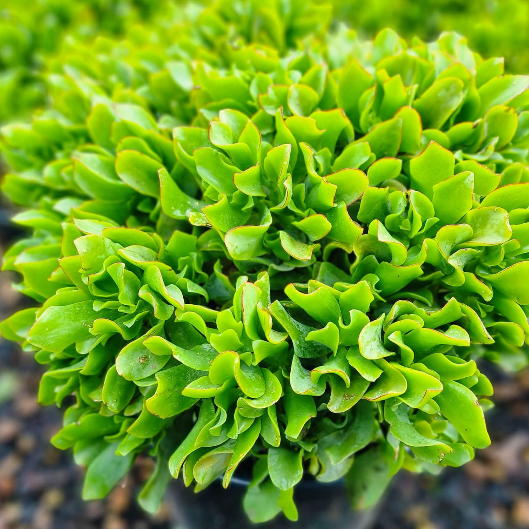 Curly Jade / Crinkle Jade - Crassula ovata 'Undulata'
