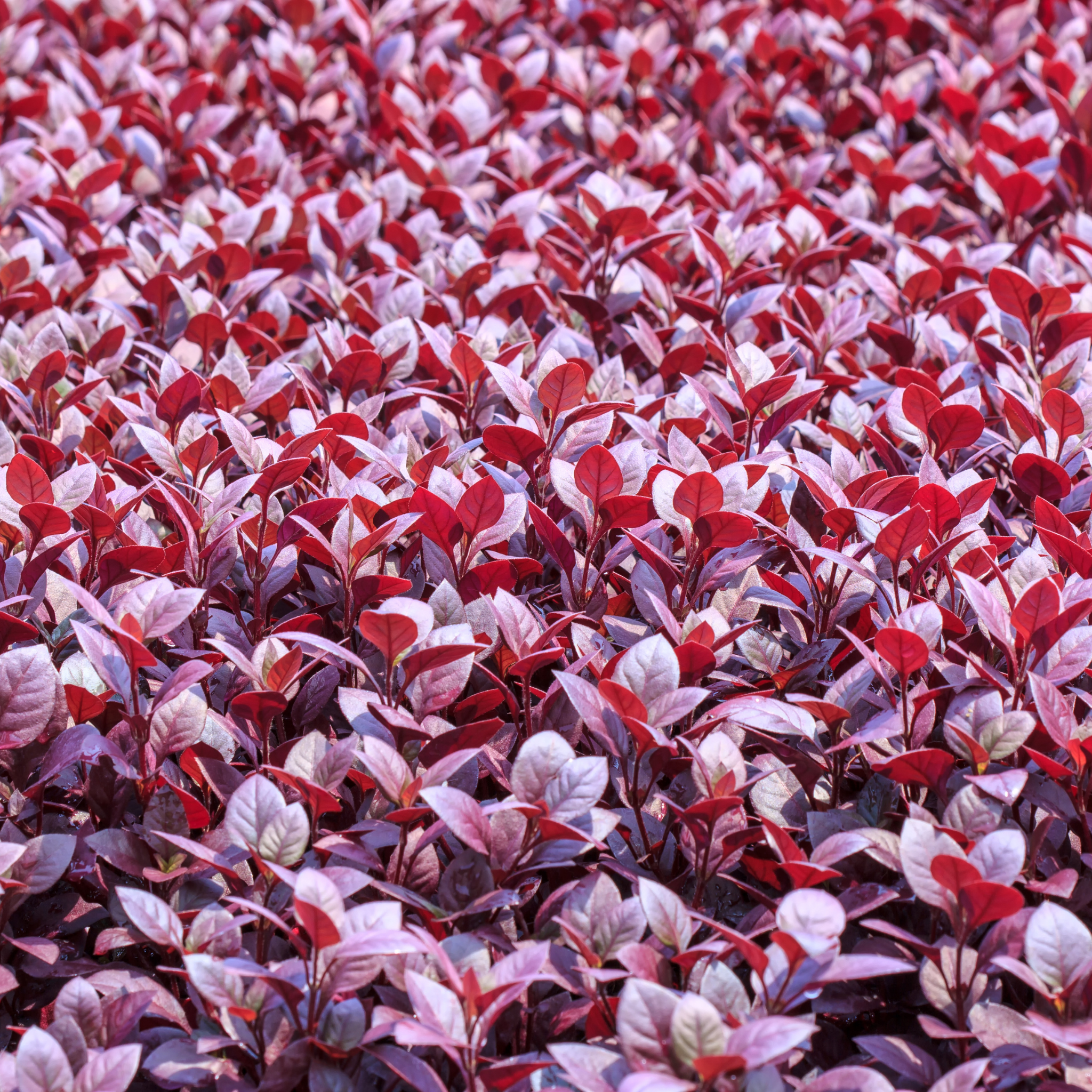 Alternanthera Little Maroon - Alternanthera dentata 'Little Maroon'