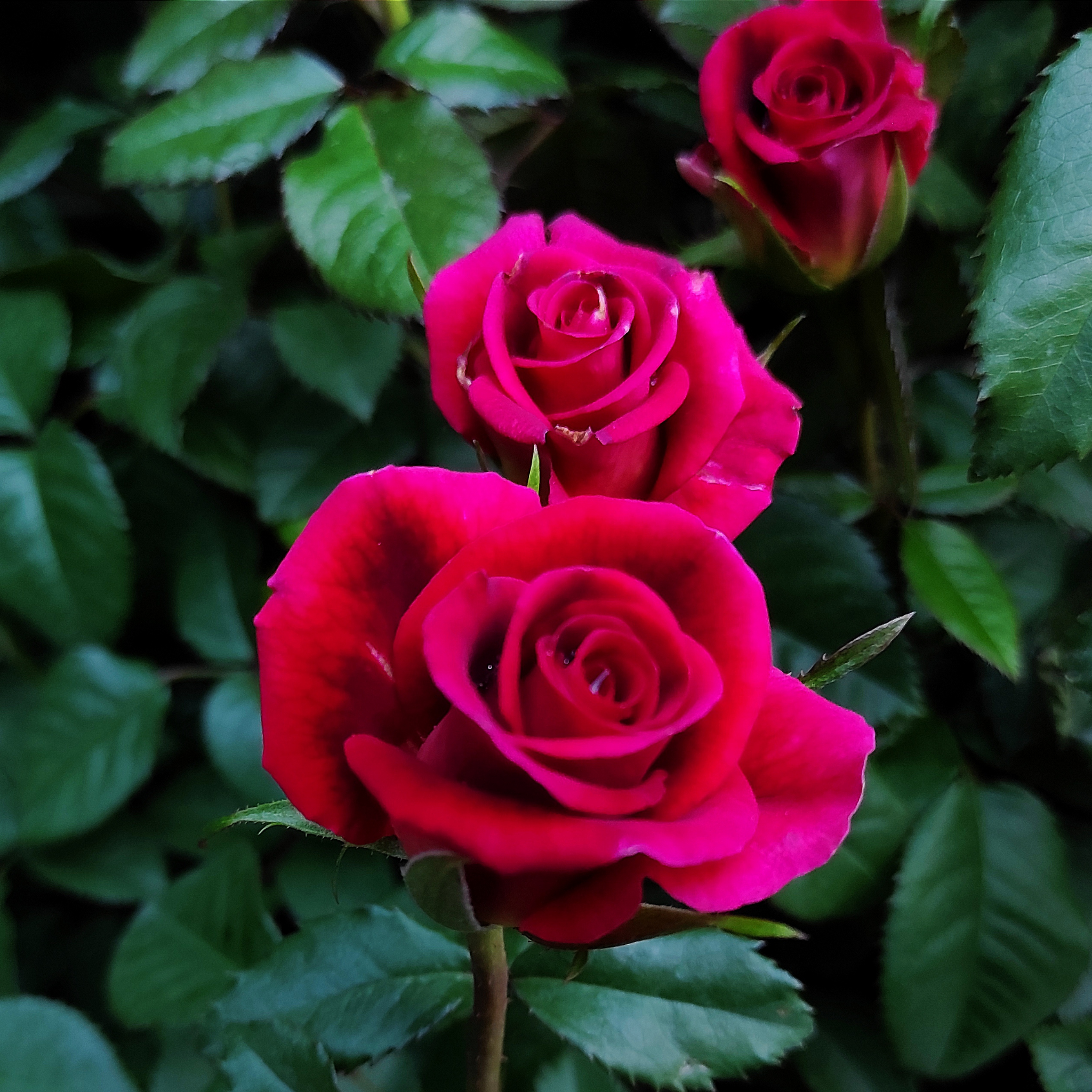 Hybrid Tea Rose - Rosa Mister Lincoln