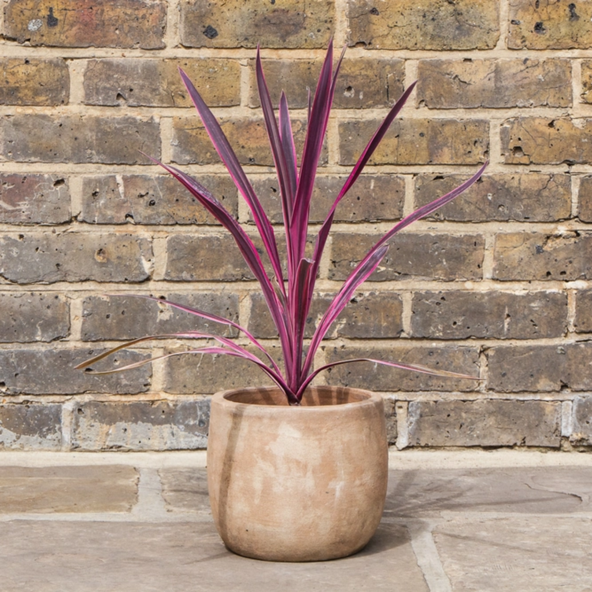 Potted plant with purple leaves in front of a brick wall