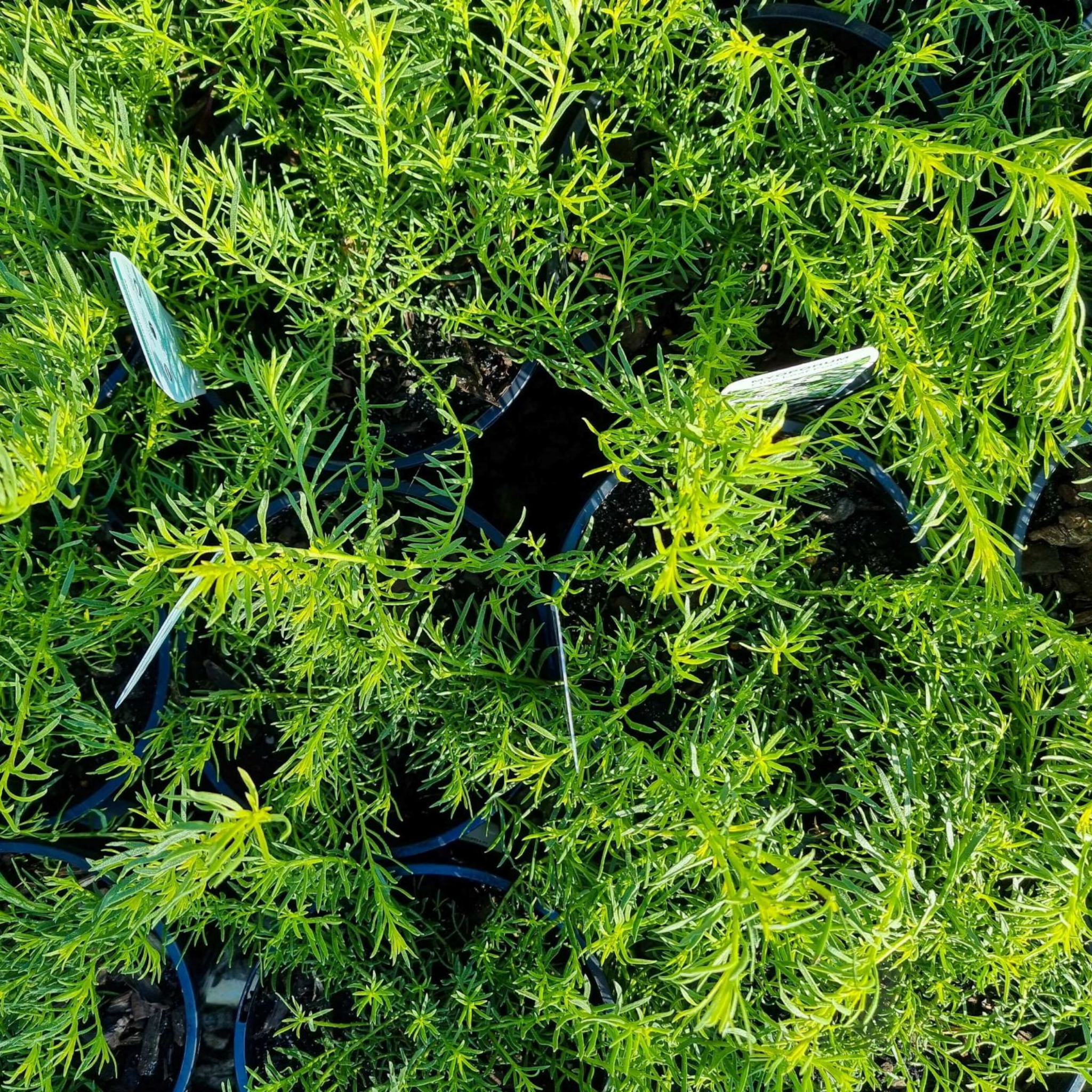 Fine Leaf Creeping Boobialla - Myoporum parvifolium Fine Leaf