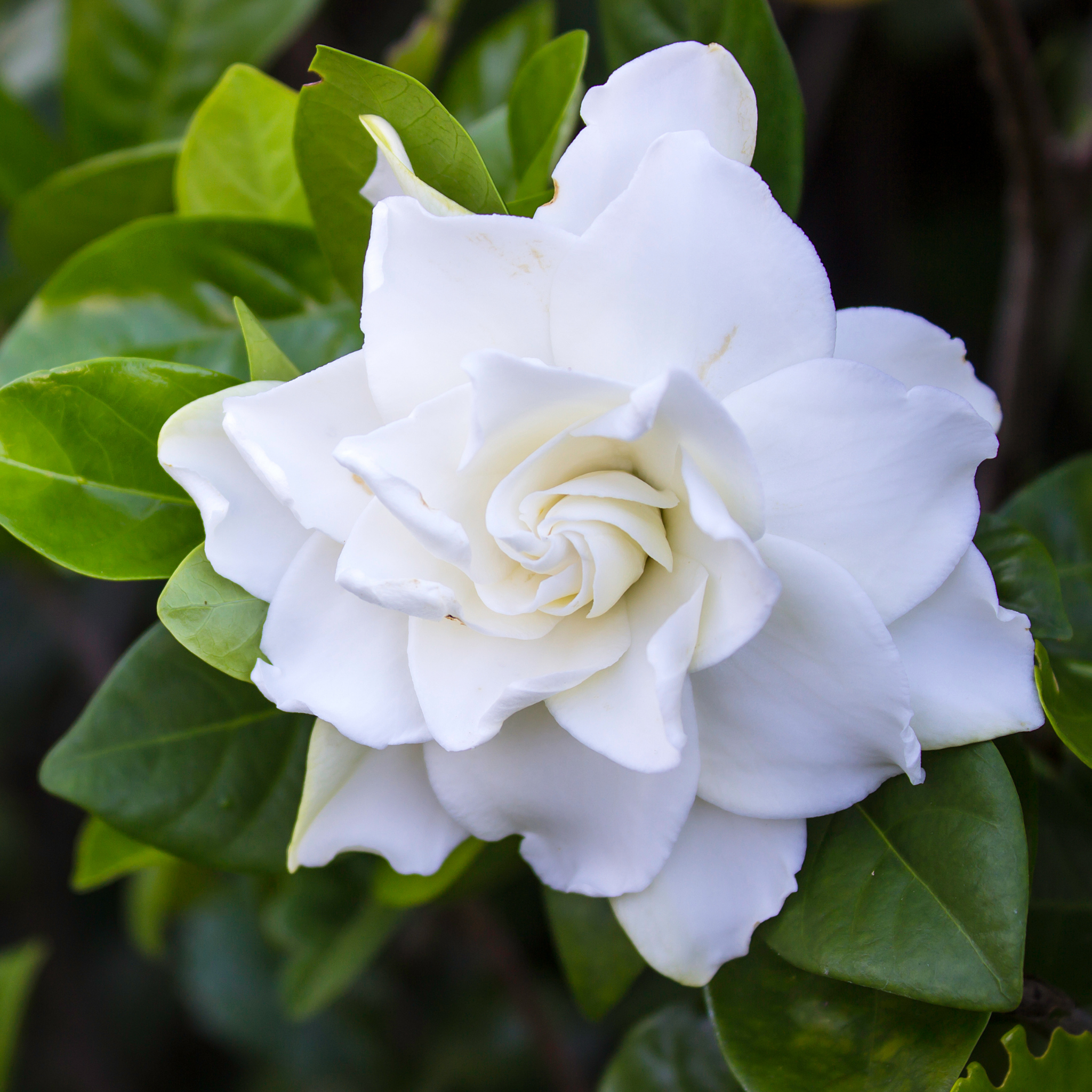 Gardenia augusta Aimee Yoshiba
