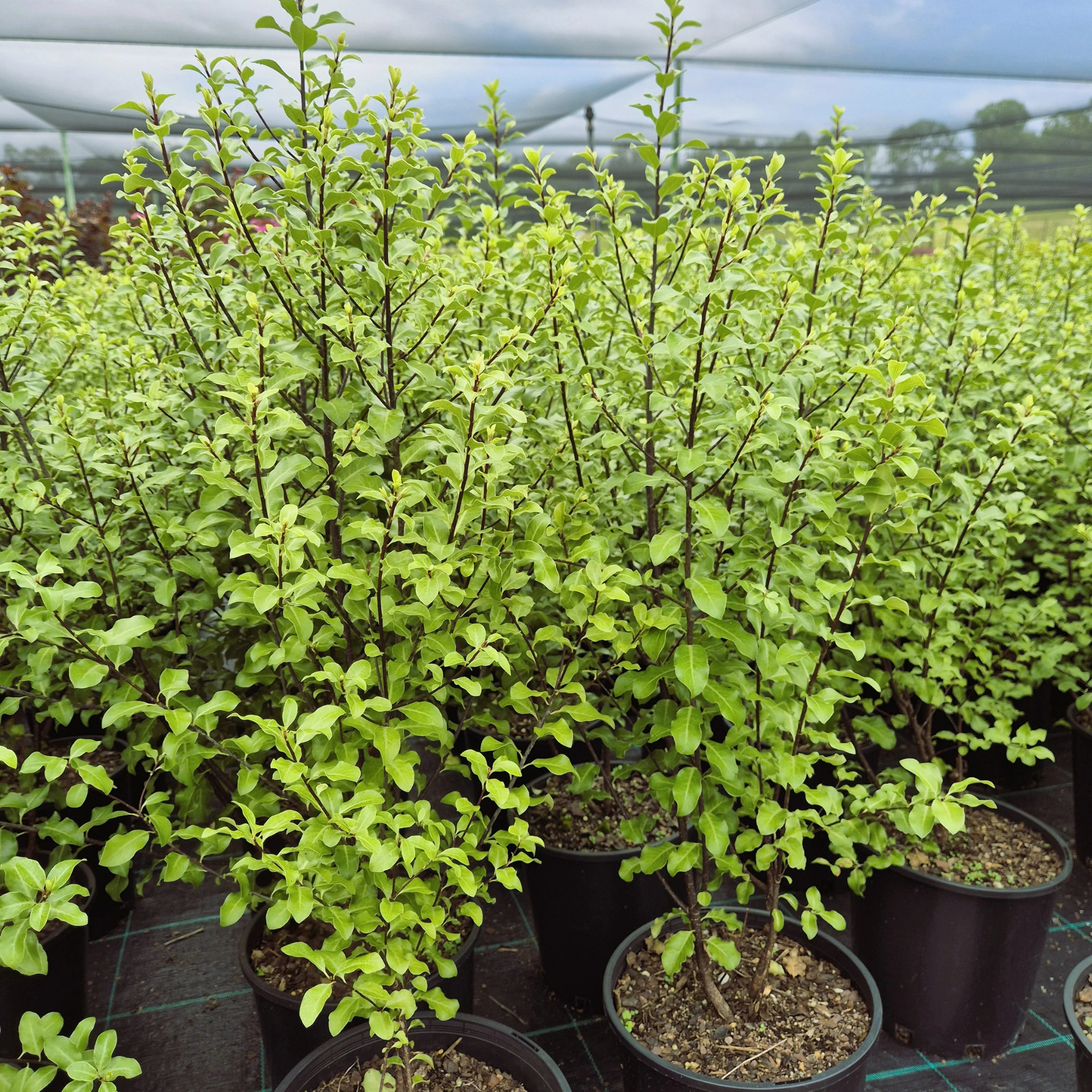 Row of potted plants with green leaves in a greenhouse setting