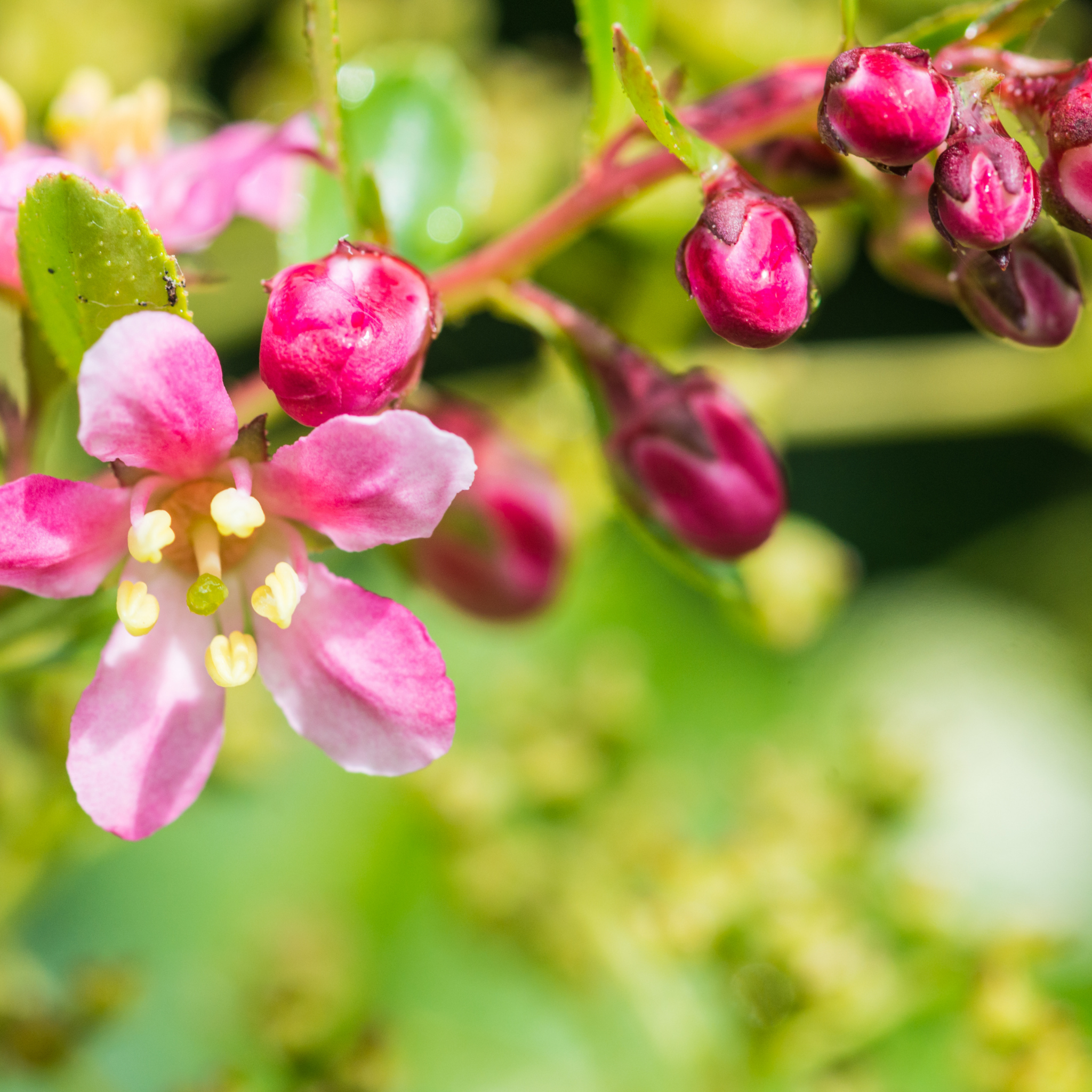 Escallonia hybrida Newport Dwarf