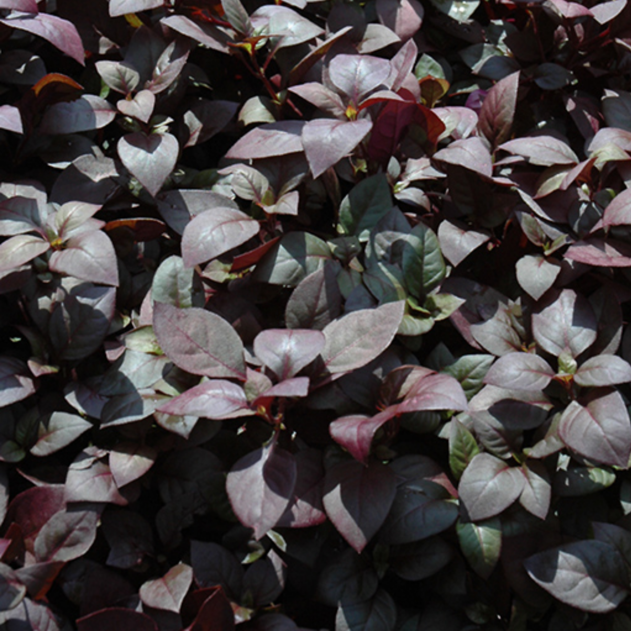 Close-up of purple and green leaves