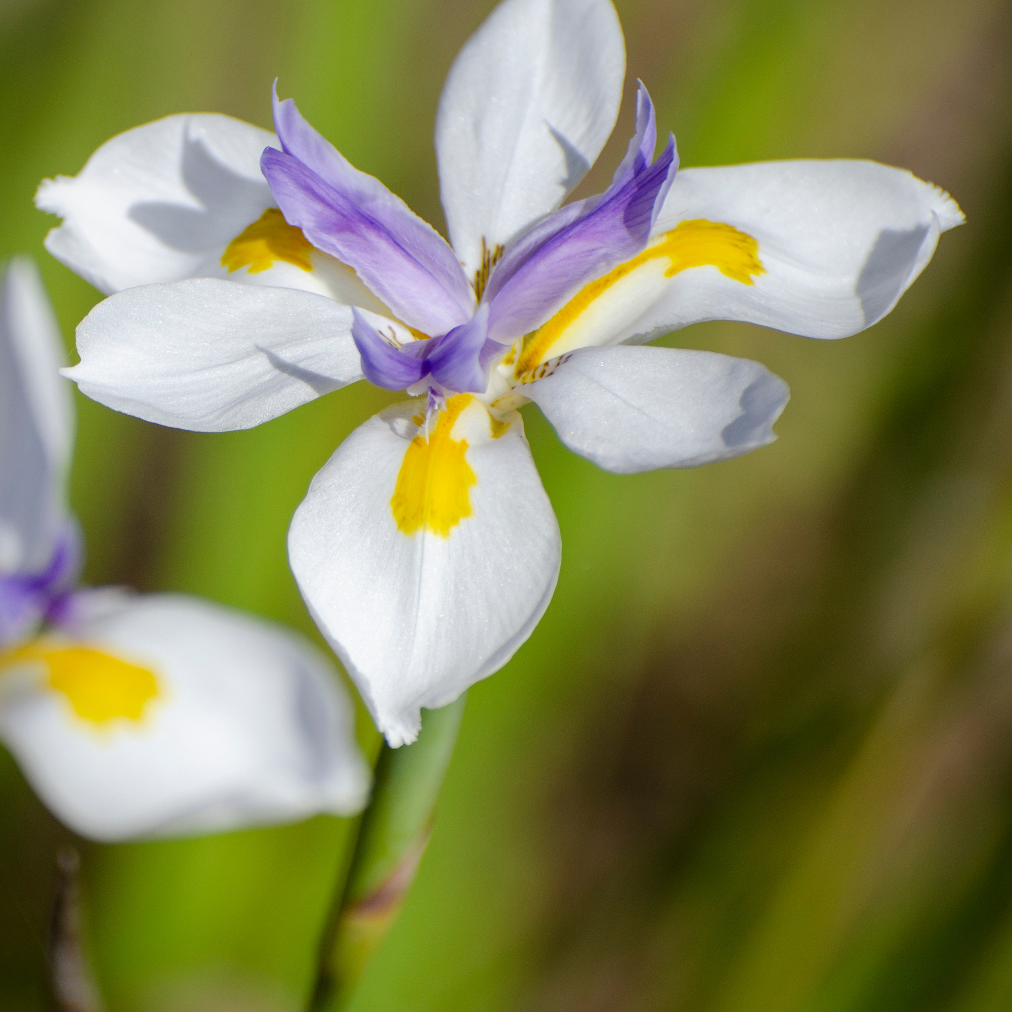 Large Wild Iris - Dietes grandiflora