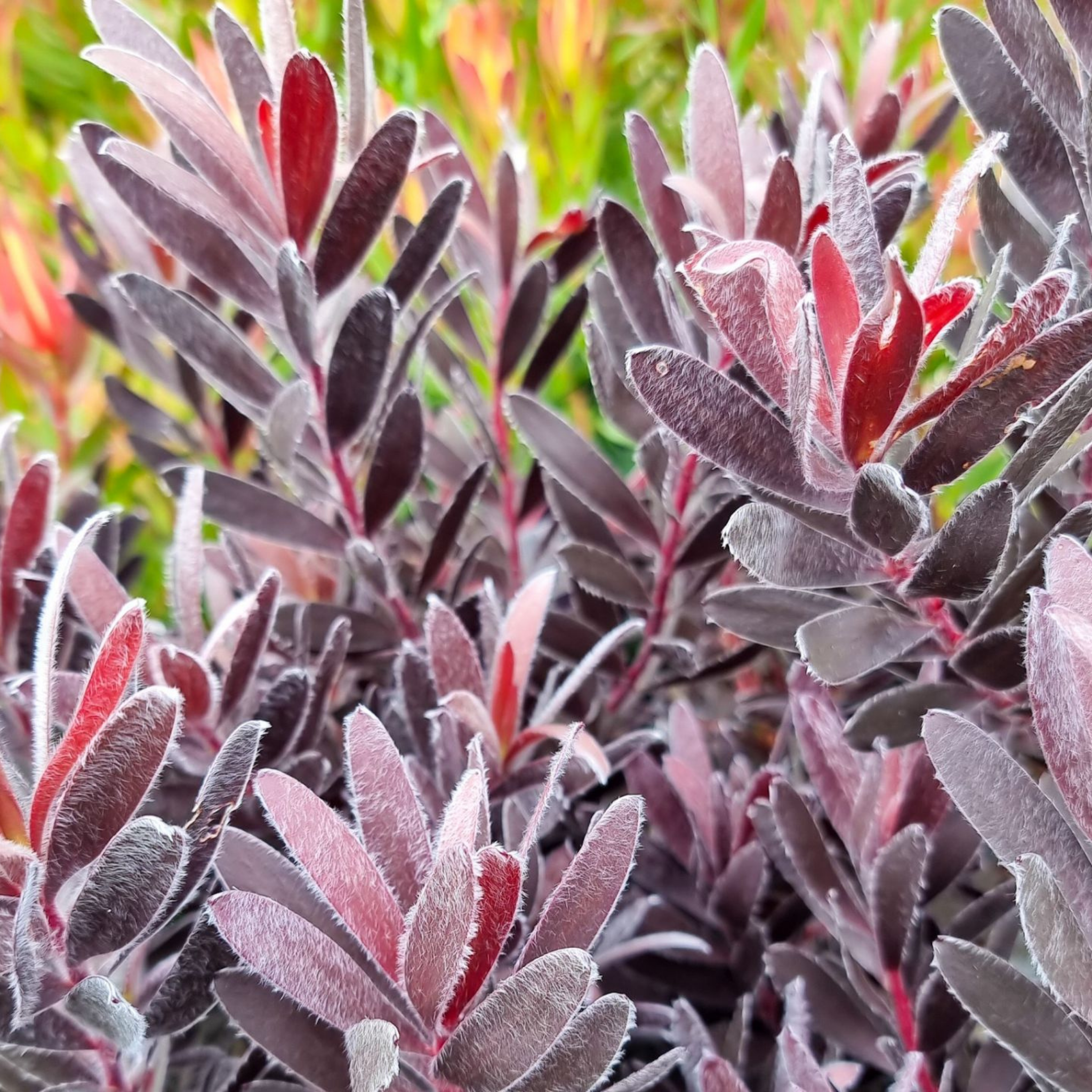 Burgundy Sunset Conebush - Leucadendron laureolum Burgundy Sunset