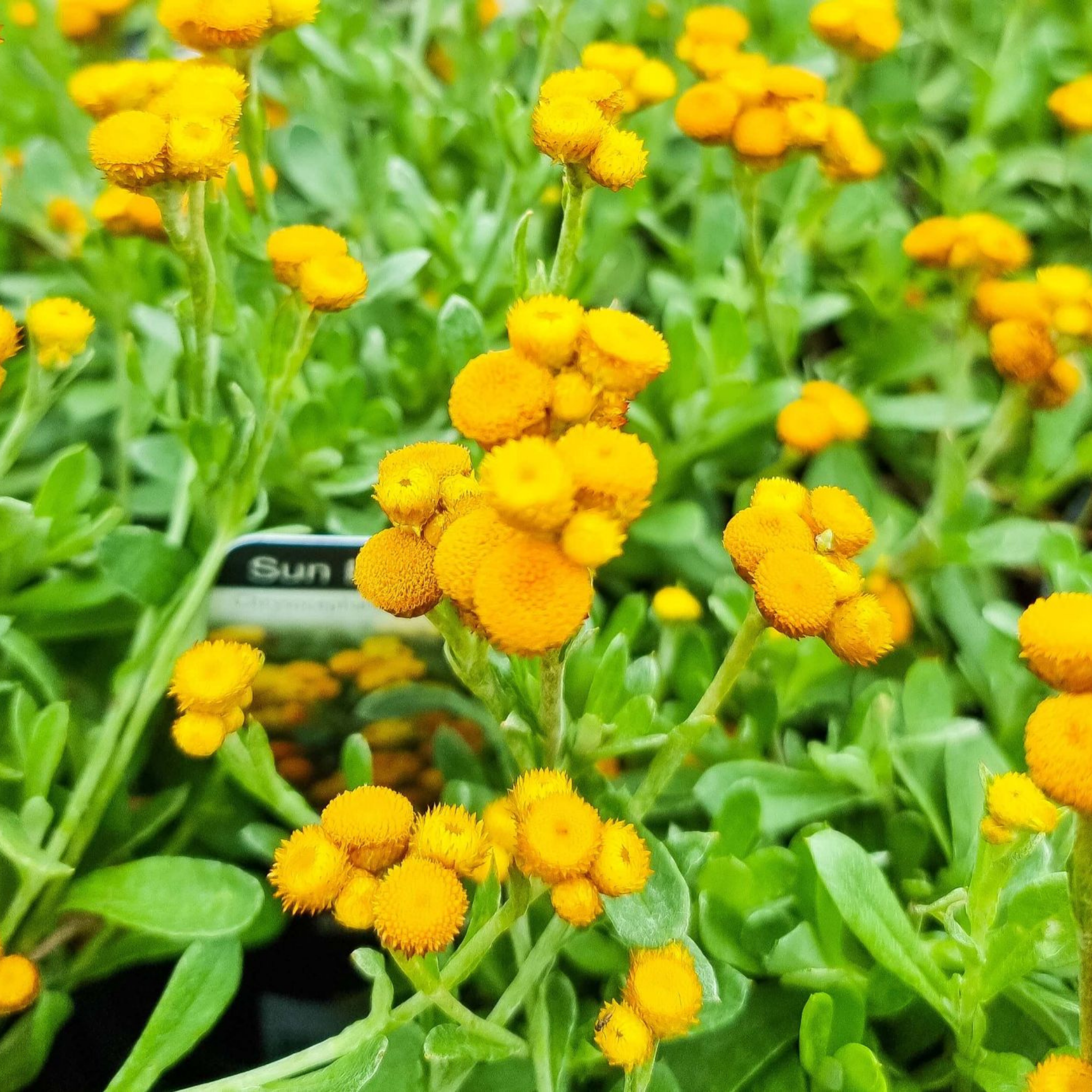 Yellow Buttons (Common everlasting) - Chrysocephalum apiculatum