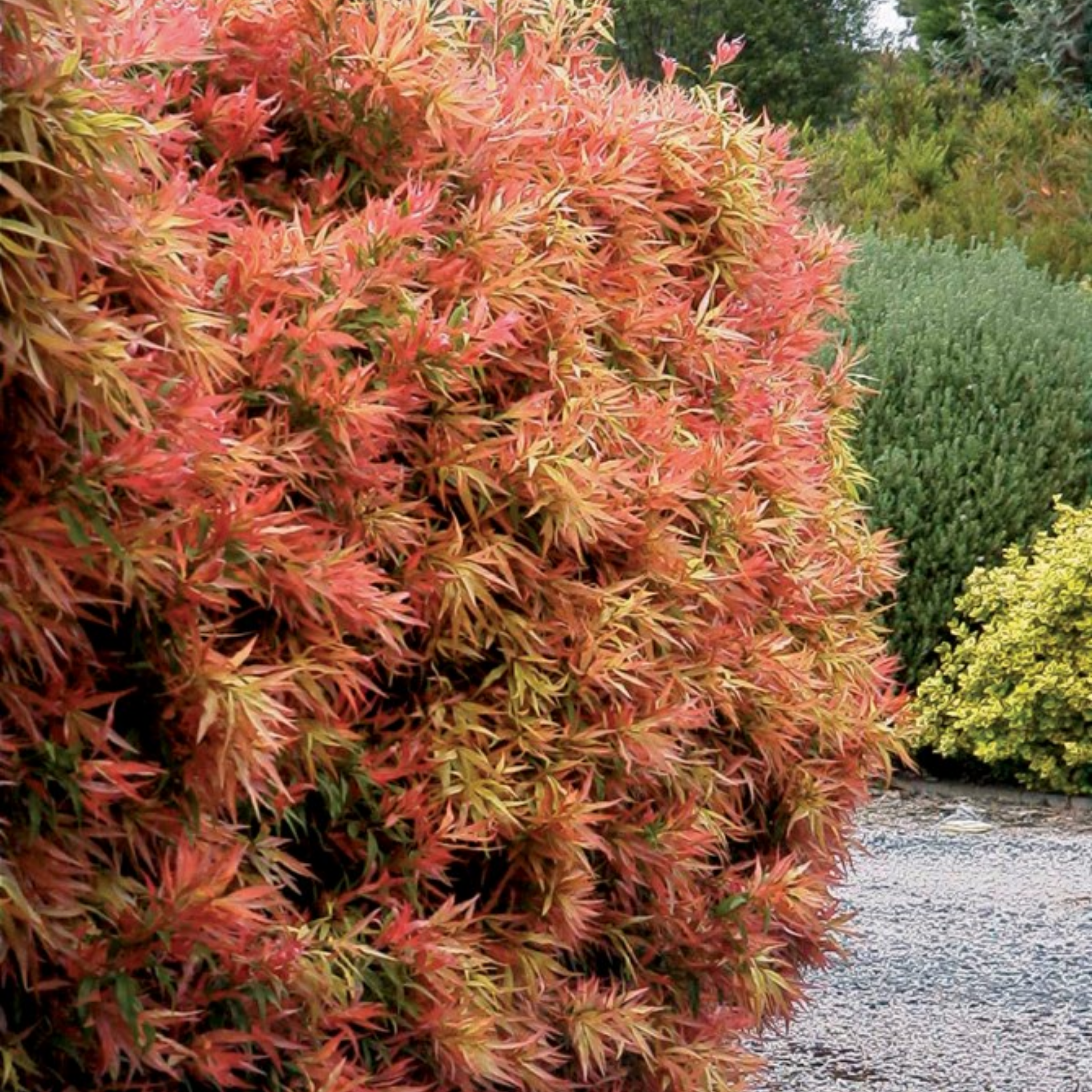 Great balls of Fire Bottlebrush - Callistemon salignus 'Great Balls of Fire’