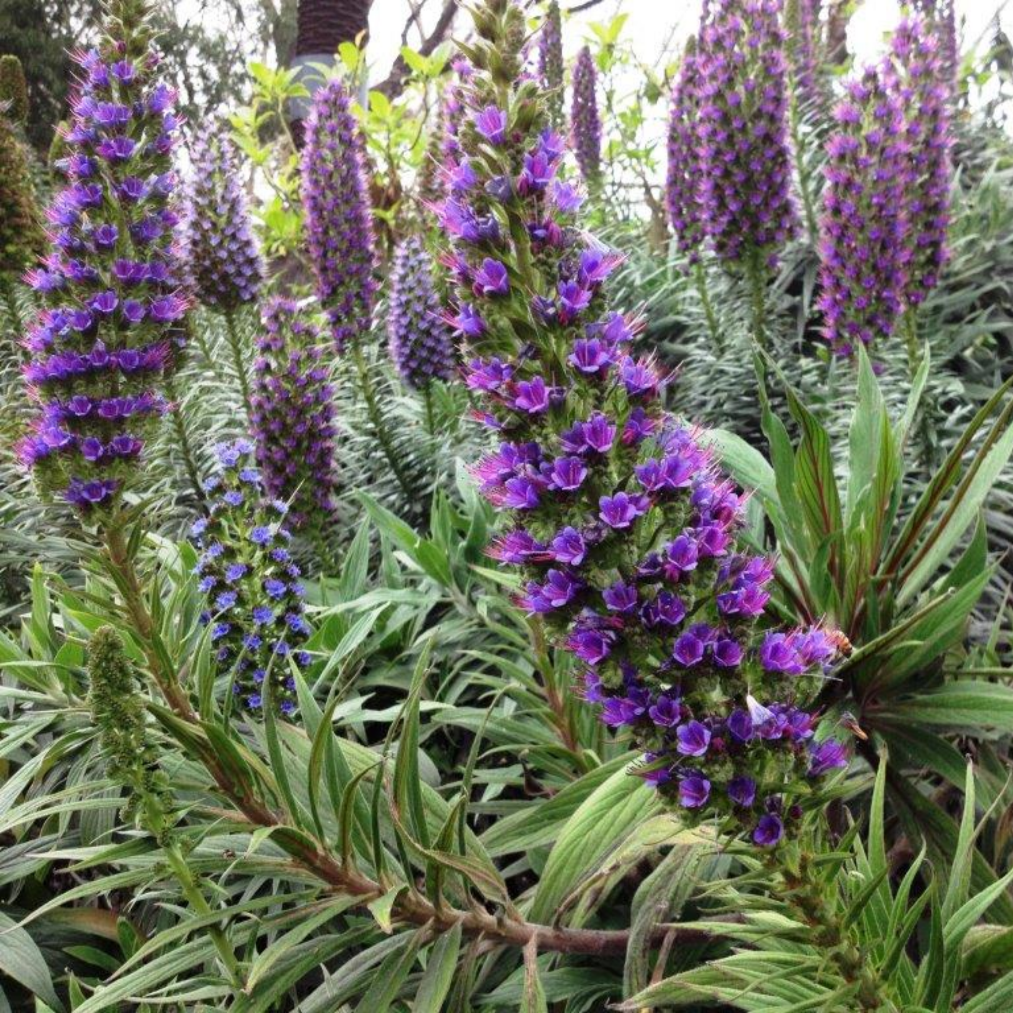 Pride of Madeira - Echium candicans