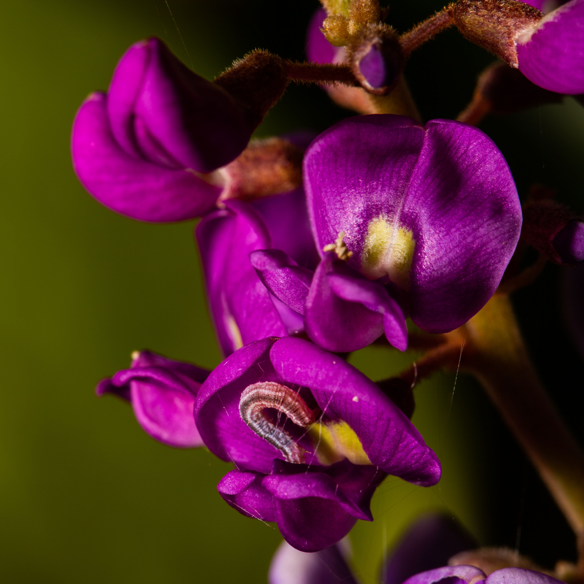 Hardenbergia violacea Happy Wanderer - Native Wisteria