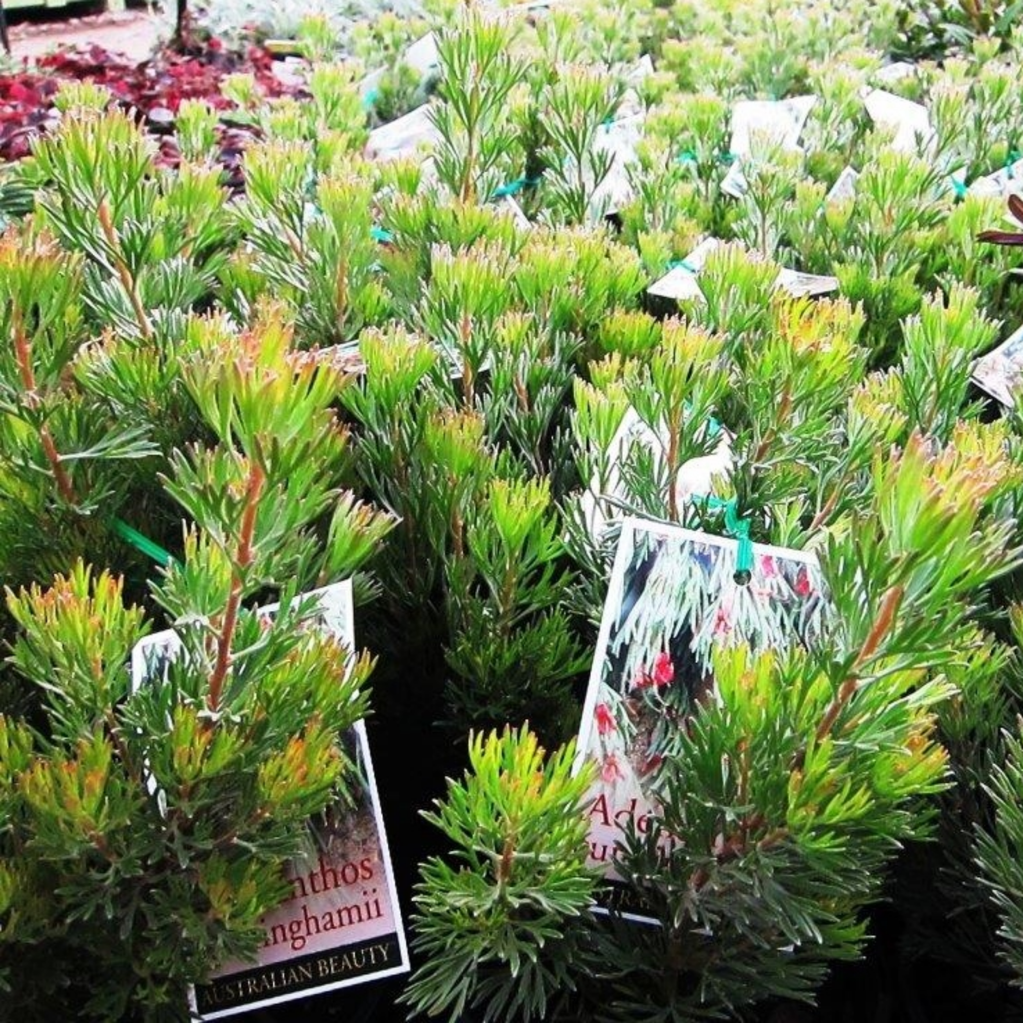 Prostrate Woolly Bush - Adenanthos cunninghamii