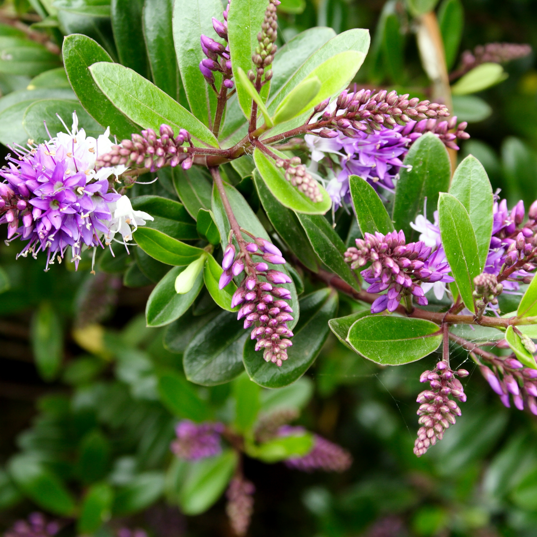 Hebe hybrida Marie Antoinette