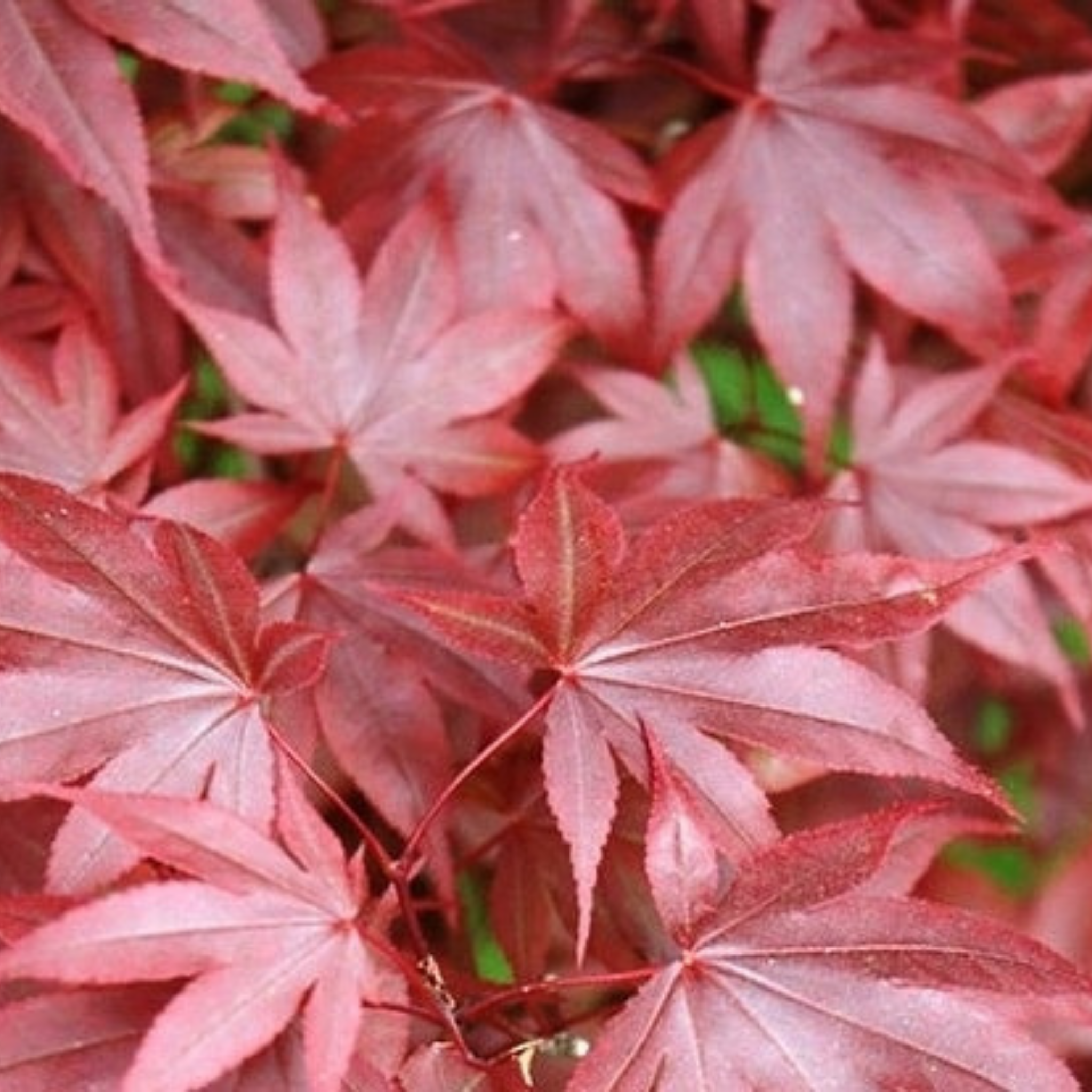 Close-up of red maple leaves with a blurred green background