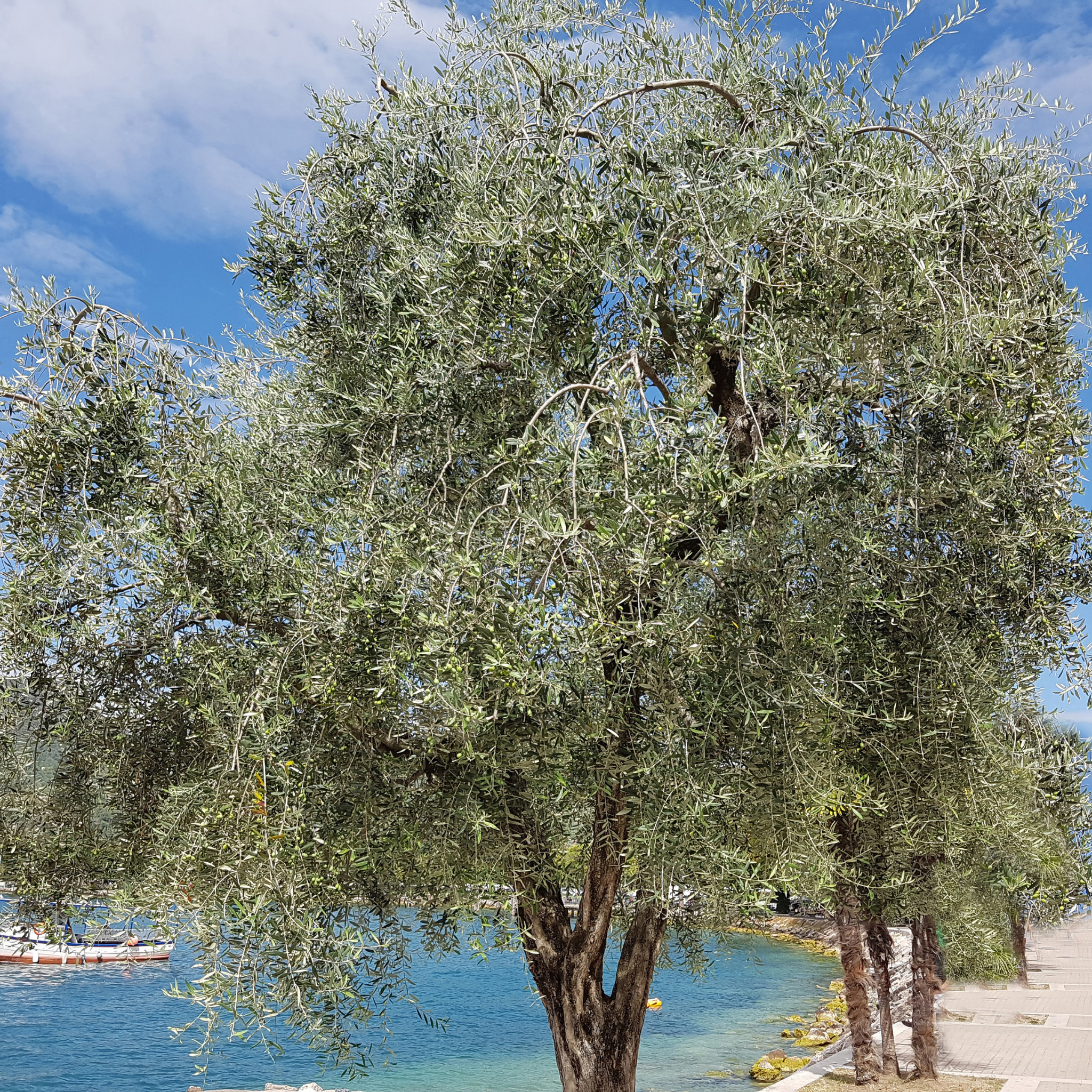Jumbo Kalamata Olive Tree - Olea europaea Kalamata Jumbo