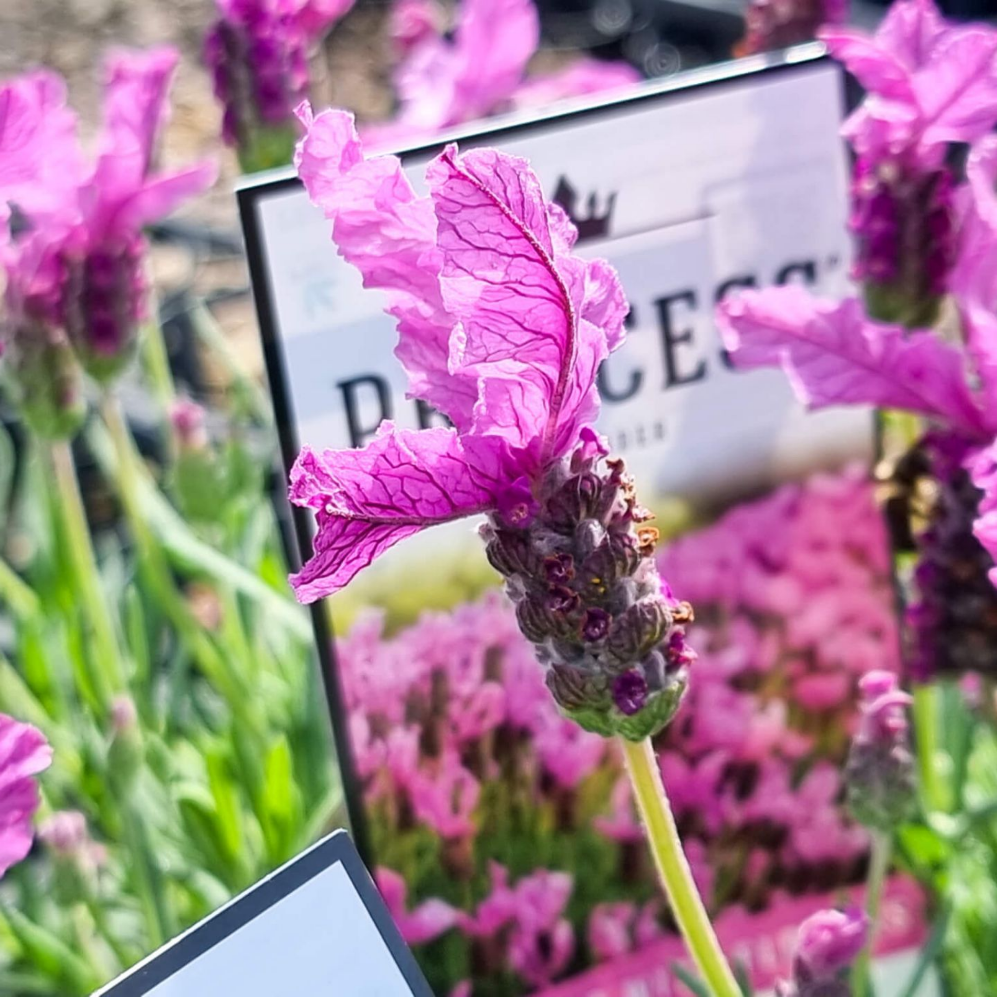 French Lavender - Lavandula pedunculata The Princess PBR