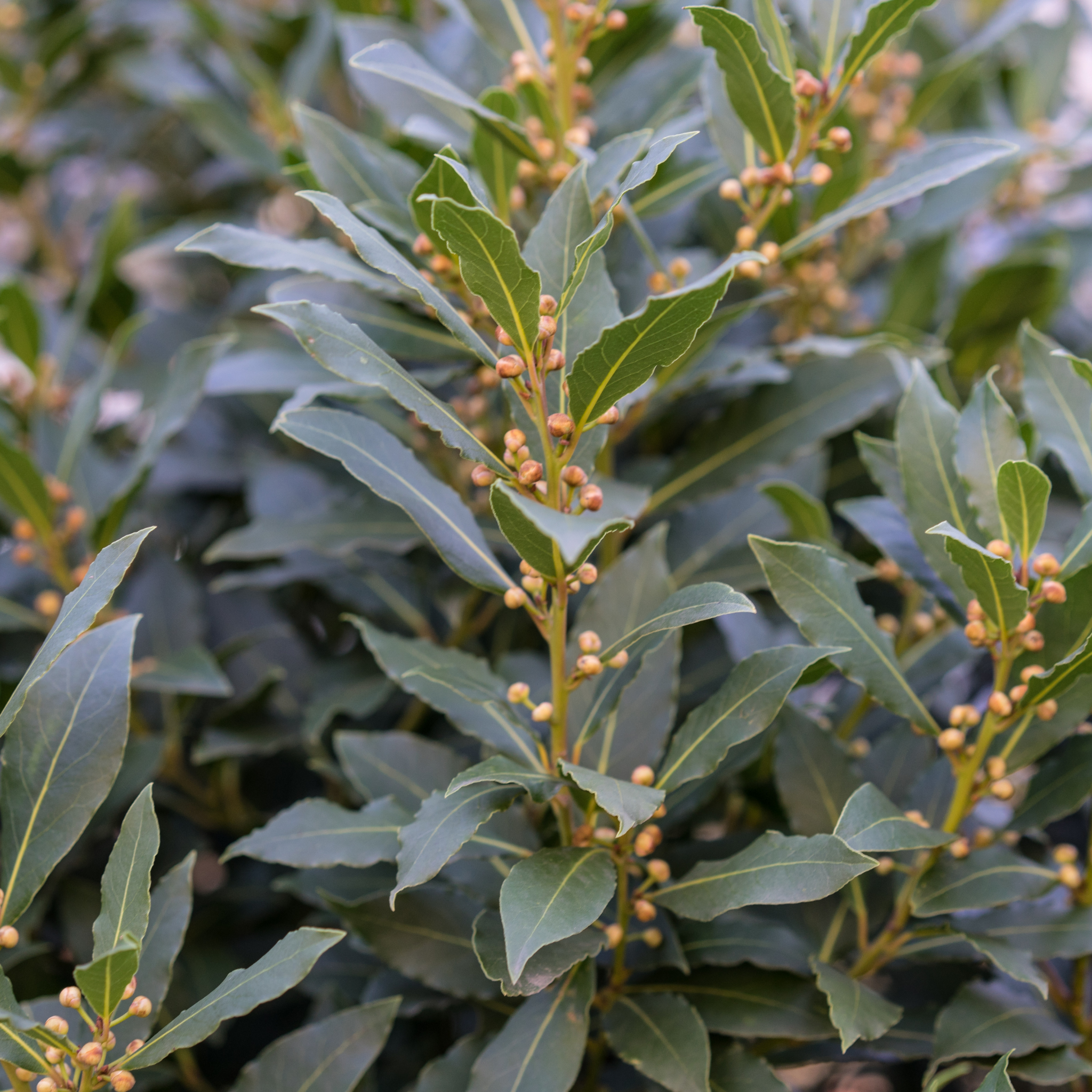 Compact Bay Laurel Tree - Laurus nobilis Flavour Master