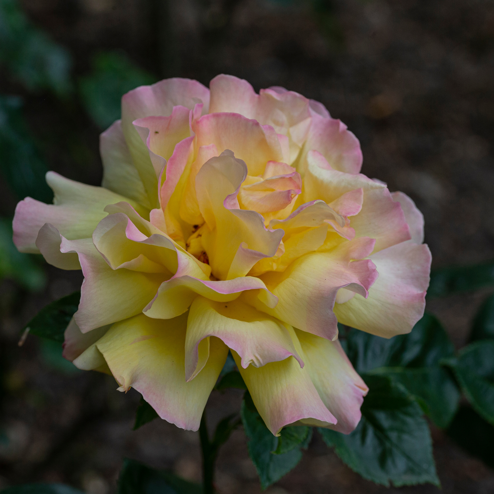 Peace Hybrid Tea Rose - Rosa Peace