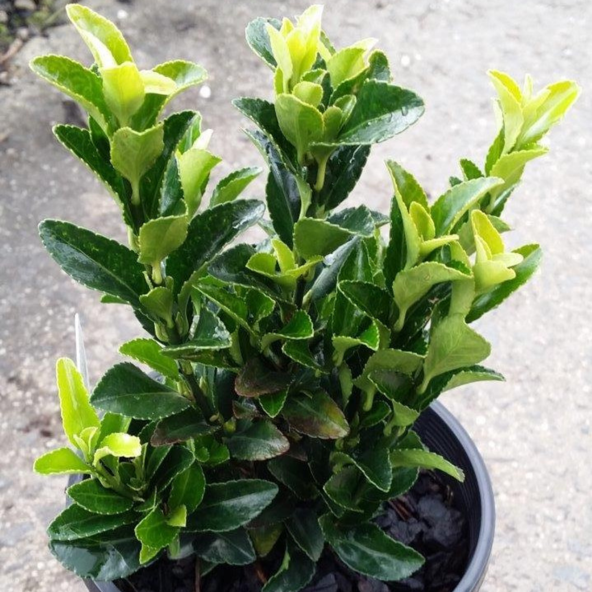 Japanese Spindle Bush - Euonymus japonicus Green Rocket