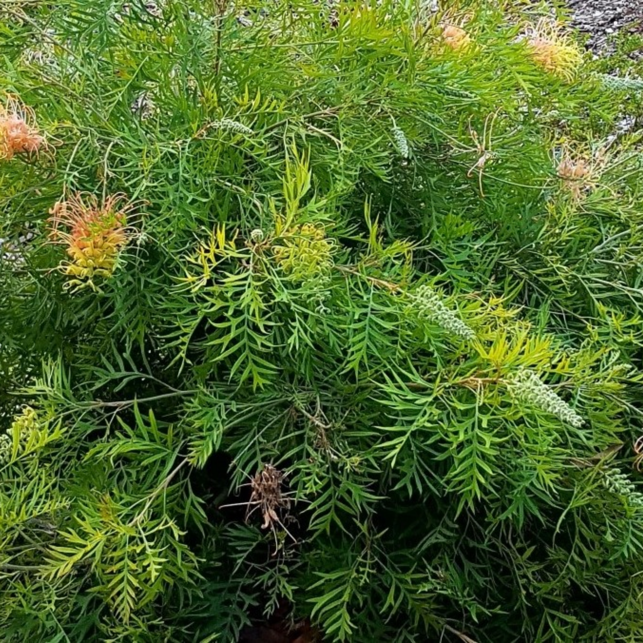 Grevillea hybrida Peaches and Cream