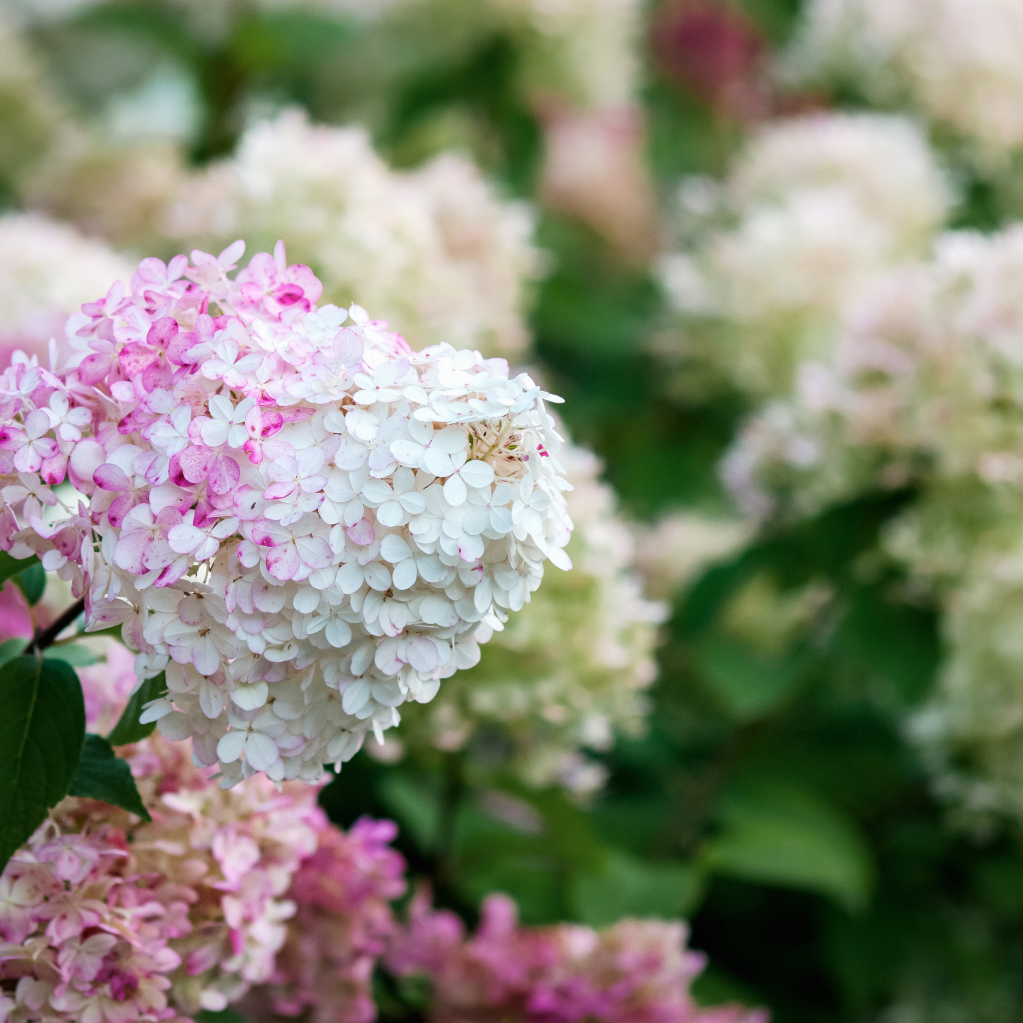 Panicled Hydrangea - Hydrangea paniculata Sundae Fraise