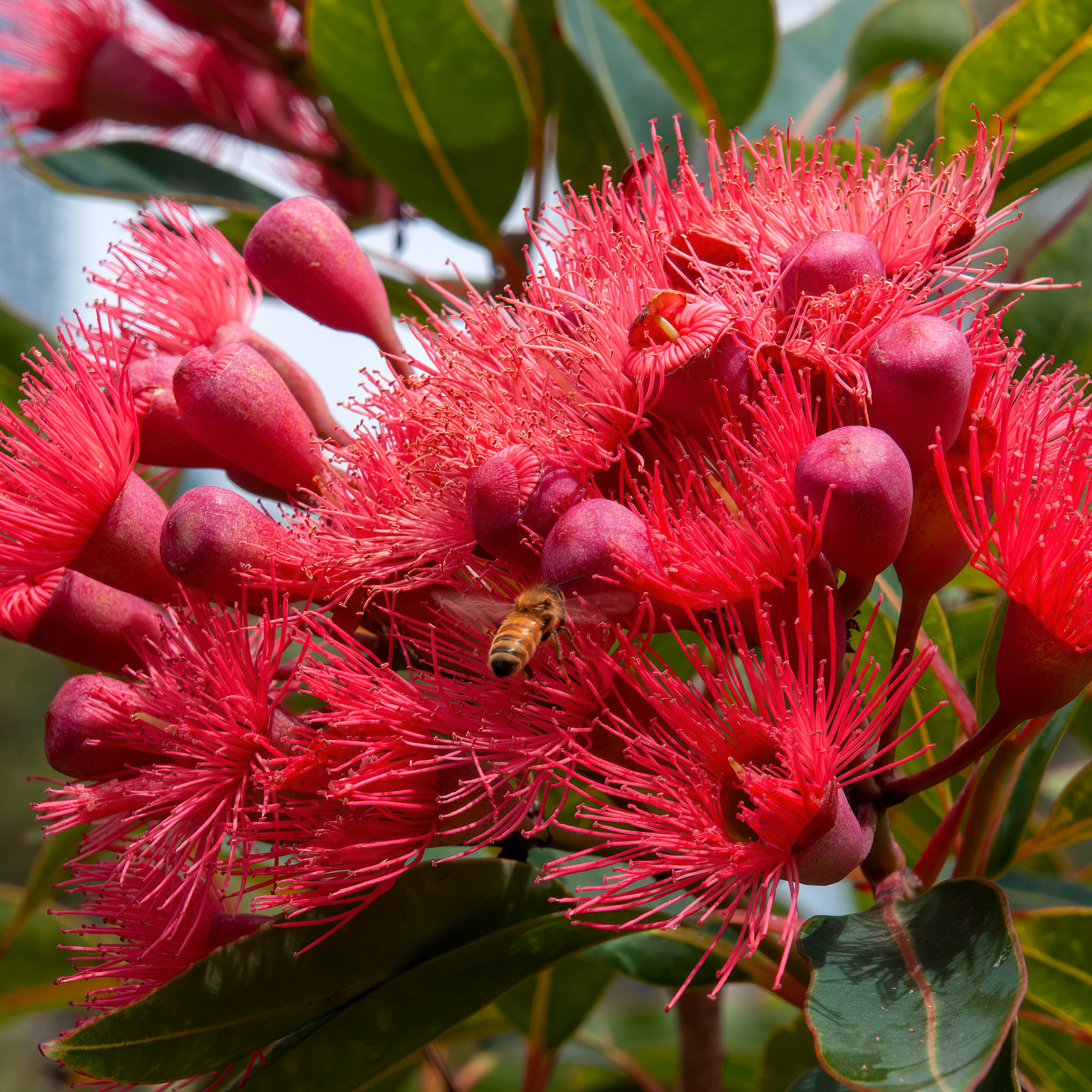 Red Flowering Gum Wildfire - Corymbia ficifolia 'Wildfire'