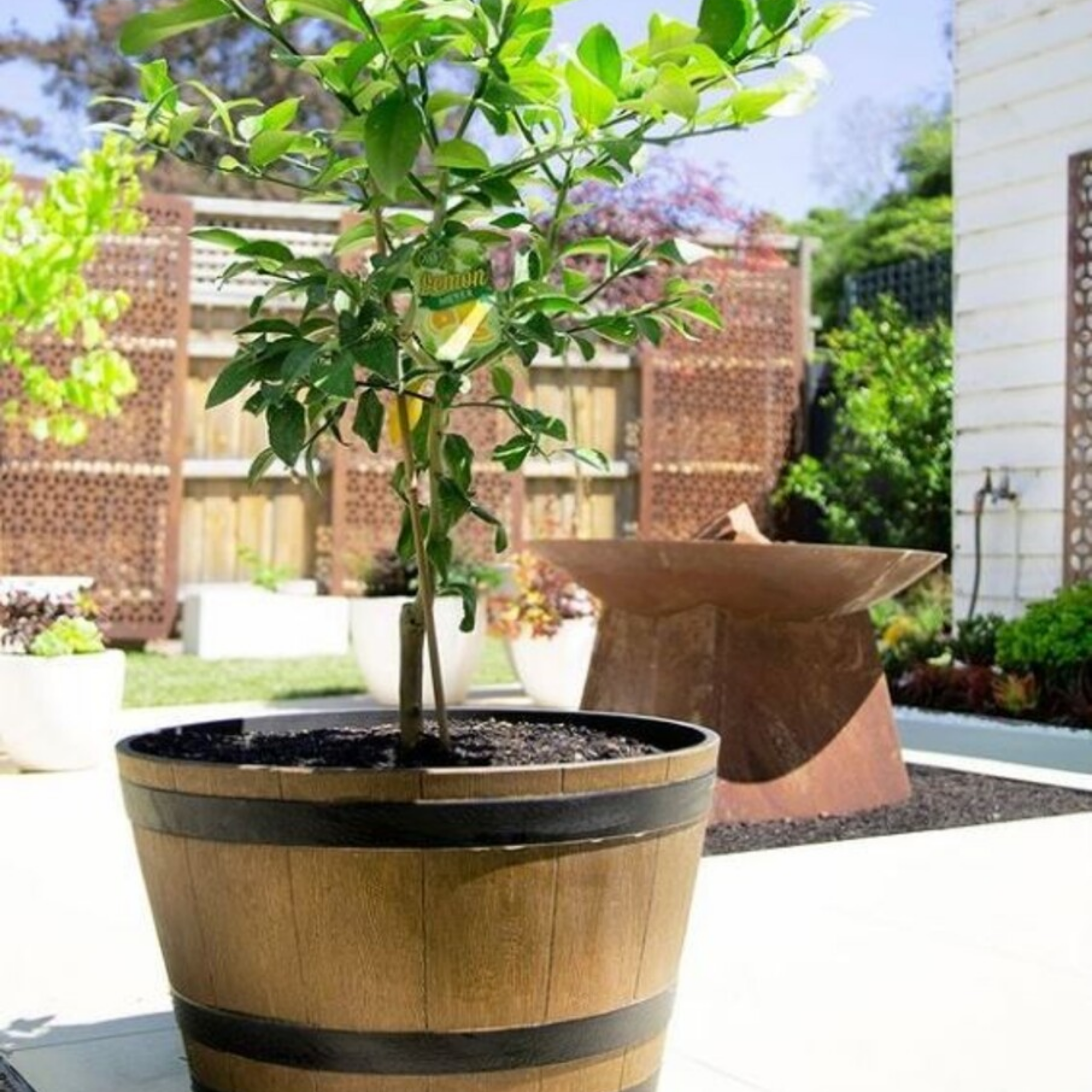 Eureka Dwarf Lemon - Citrus limon